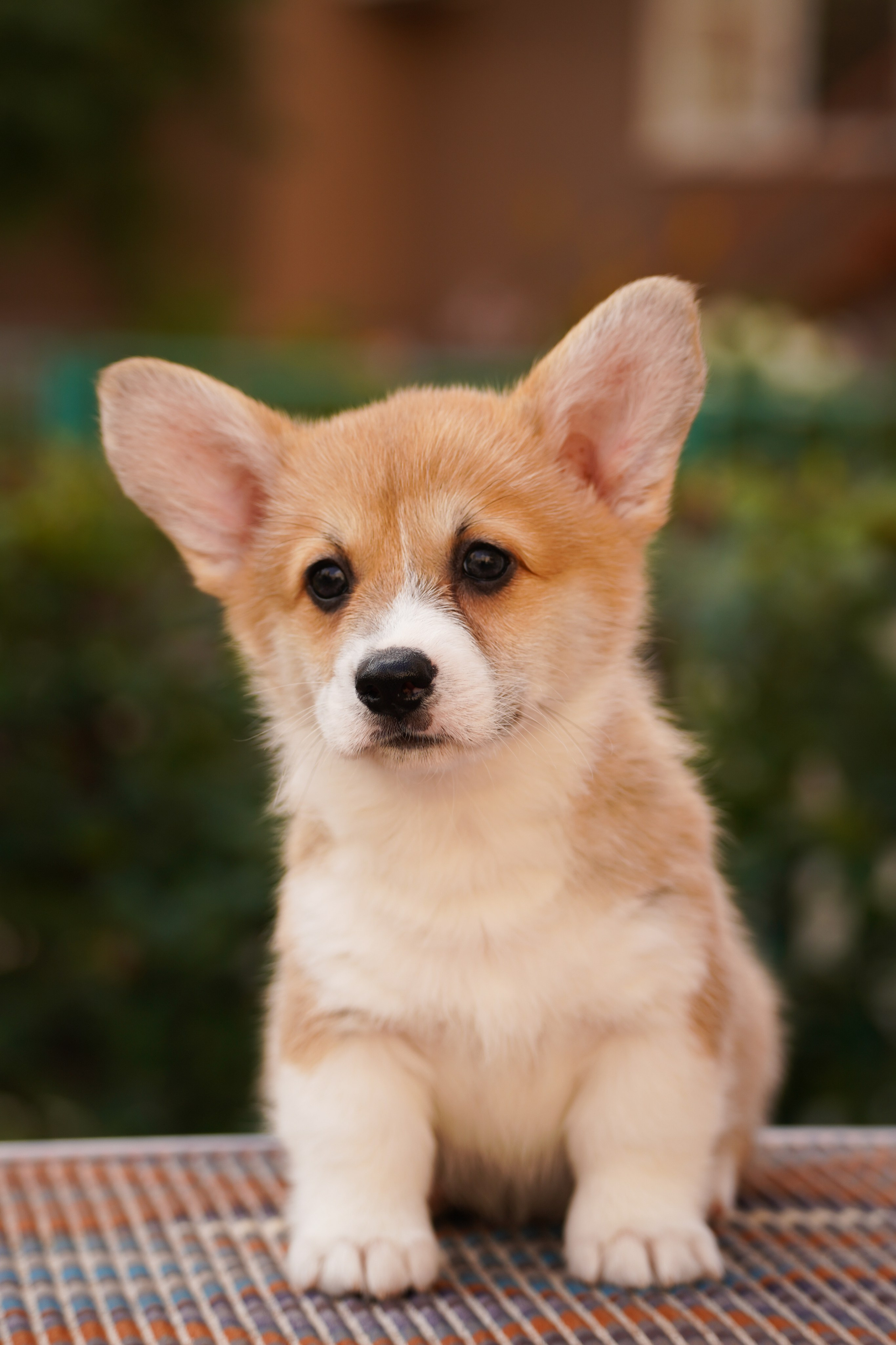 Корги. Фотограф-анималист Анастасия Большакова