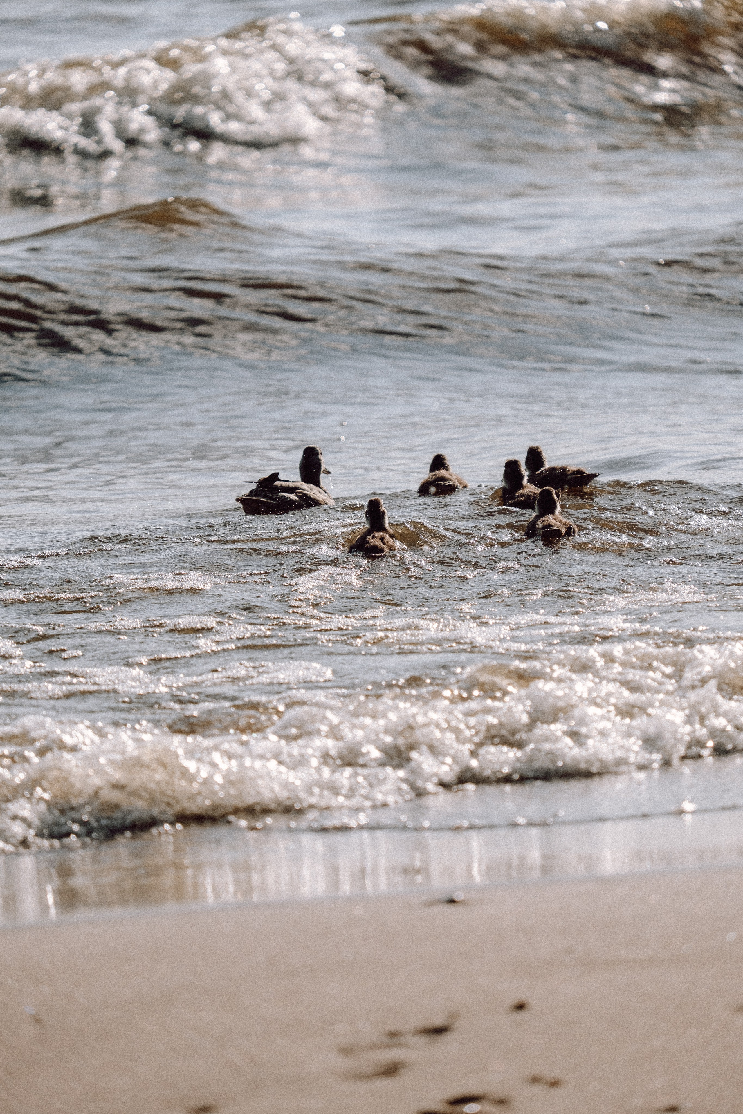 ПРОГУЛКА НА БЕРЕГУ ФИНСКОГО ЗАЛИВА. Профессиональный фотограф, Санкт-Петербург — Виктория Богомолова