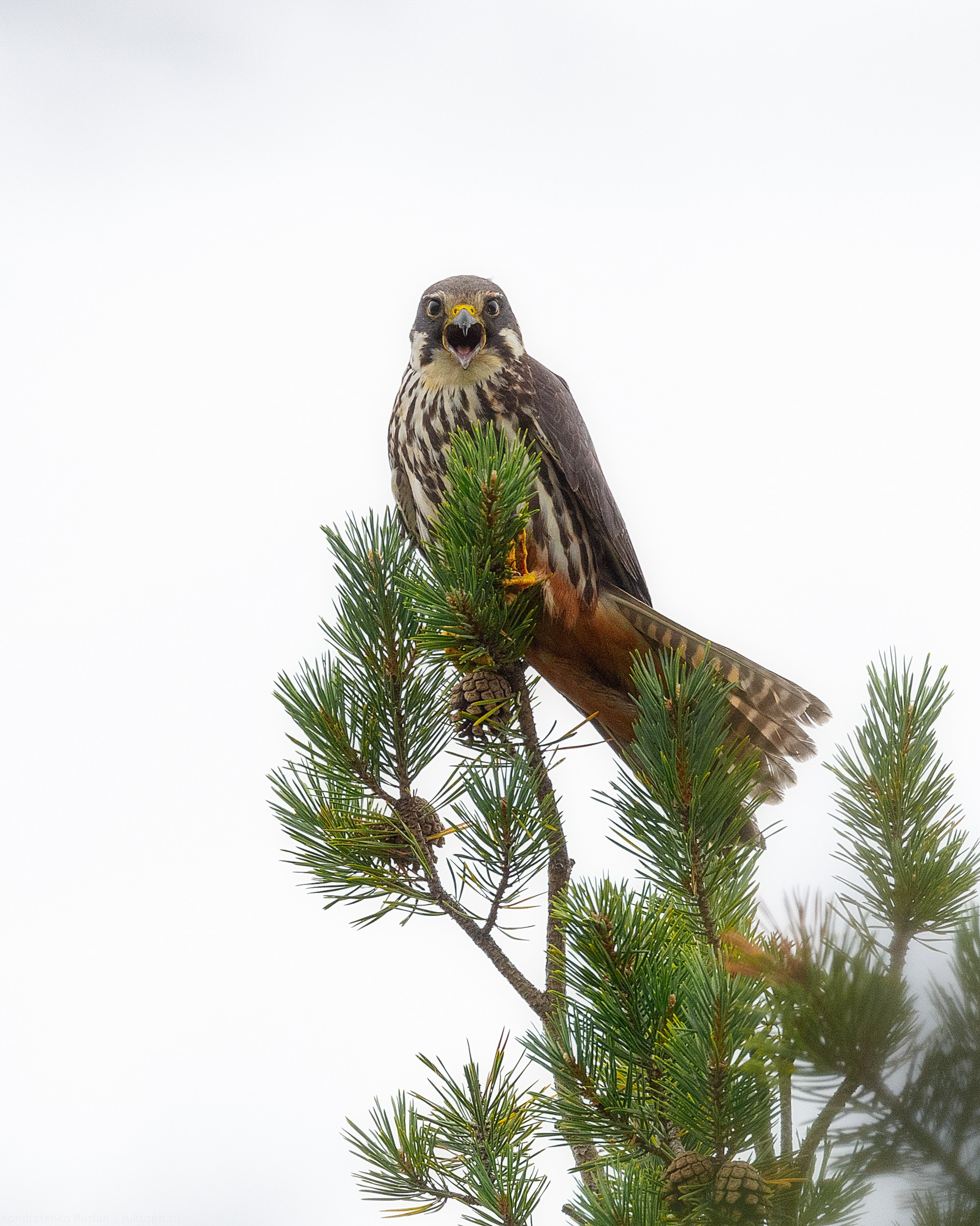 Чеглок. Архитектурный и пейзажный фотограф Кондратенко Руслан, Санкт-Петербург