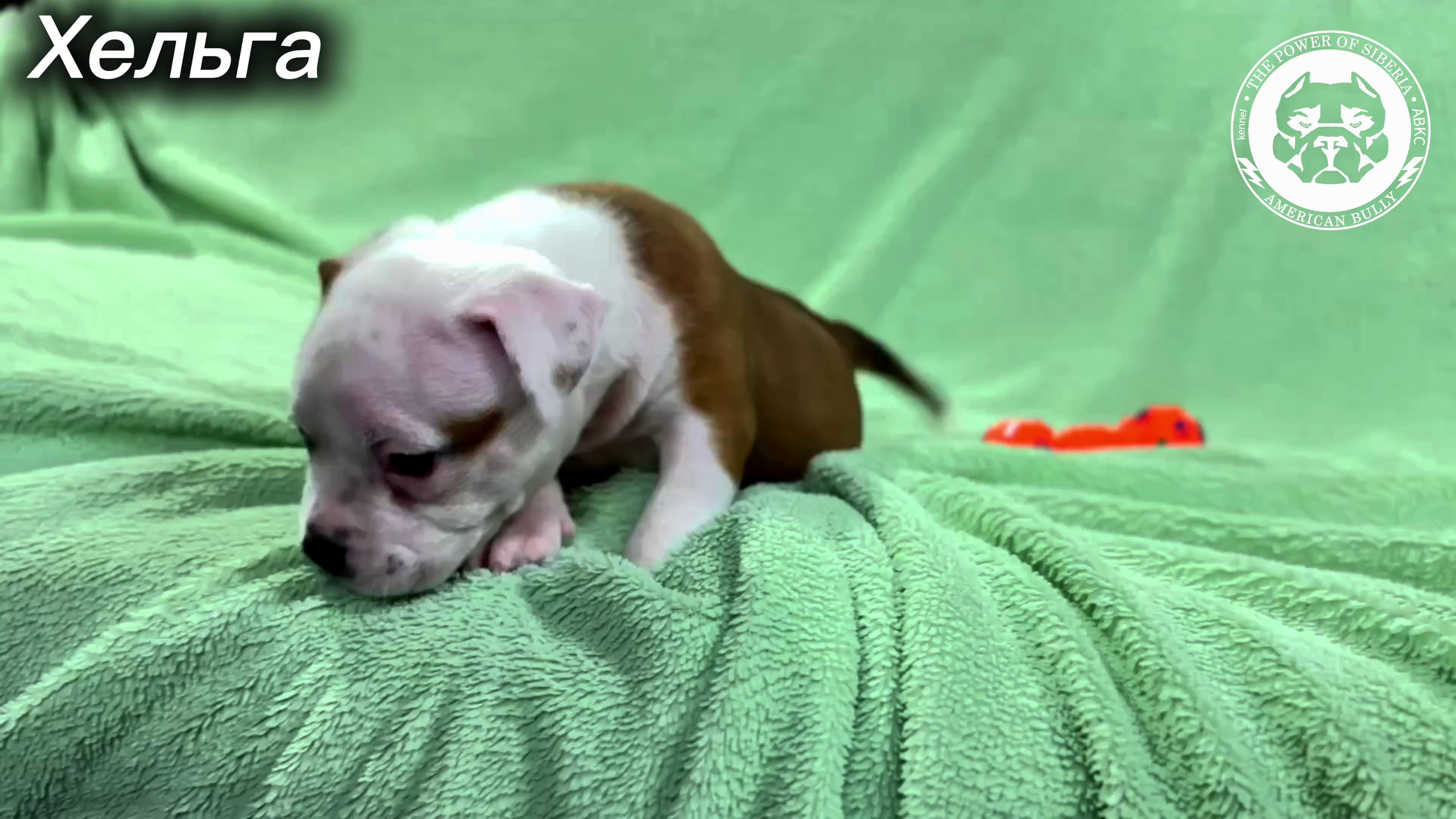 Свободные щенки Американский Булли стандарт и Свободные щенки Американский Булли классик. Американский Булли в г. Ростов-на-Дону. Питомник THE POWER OF SIBERIA