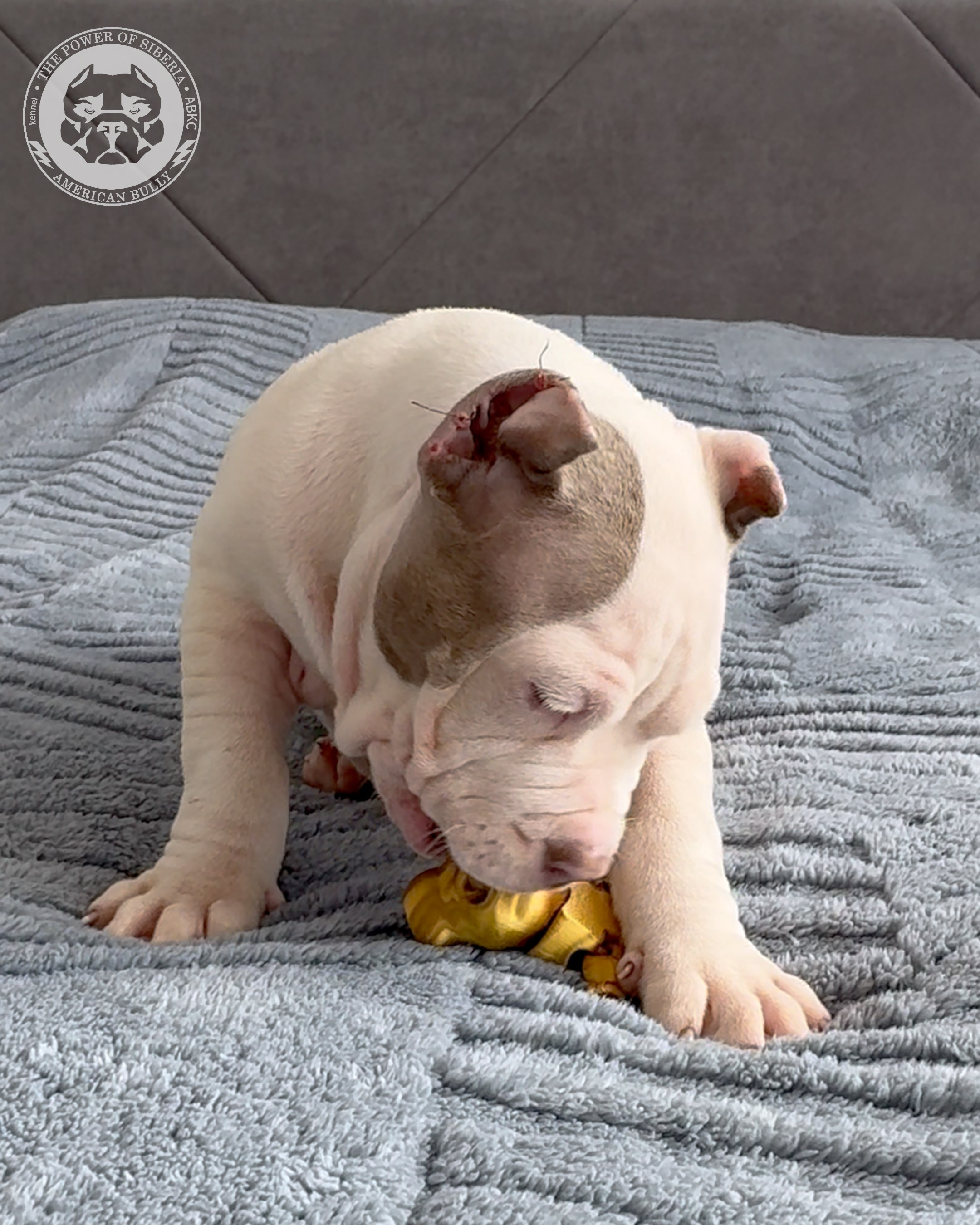 Свободные щенки Американский Булли, в типах покет, классик, стандарт. Американский Булли в г. Ростов-на-Дону. Питомник THE POWER OF SIBERIA