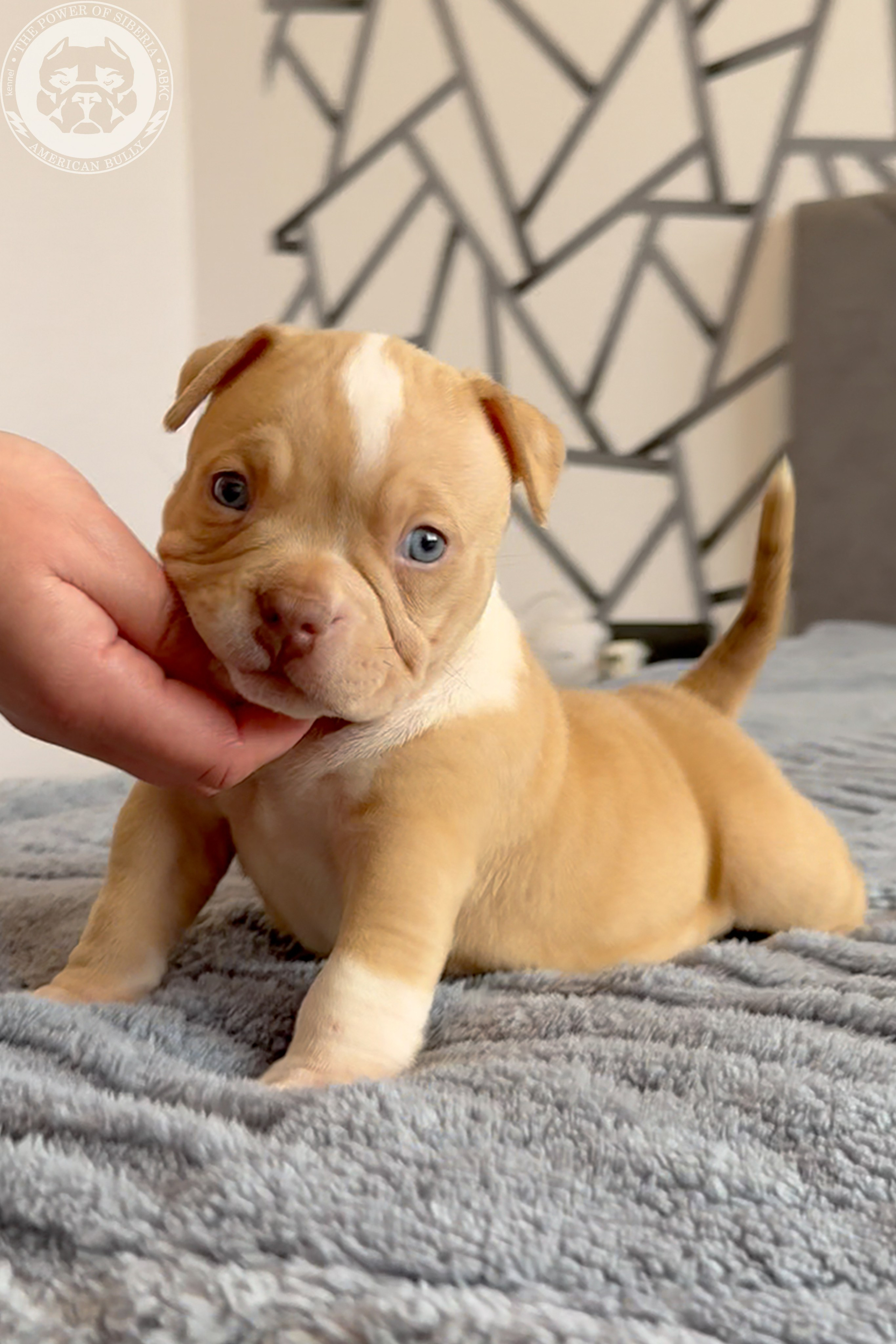 Свободные щенки Американский Булли, в типах покет, классик, стандарт. Американский Булли в г. Ростов-на-Дону. Питомник THE POWER OF SIBERIA