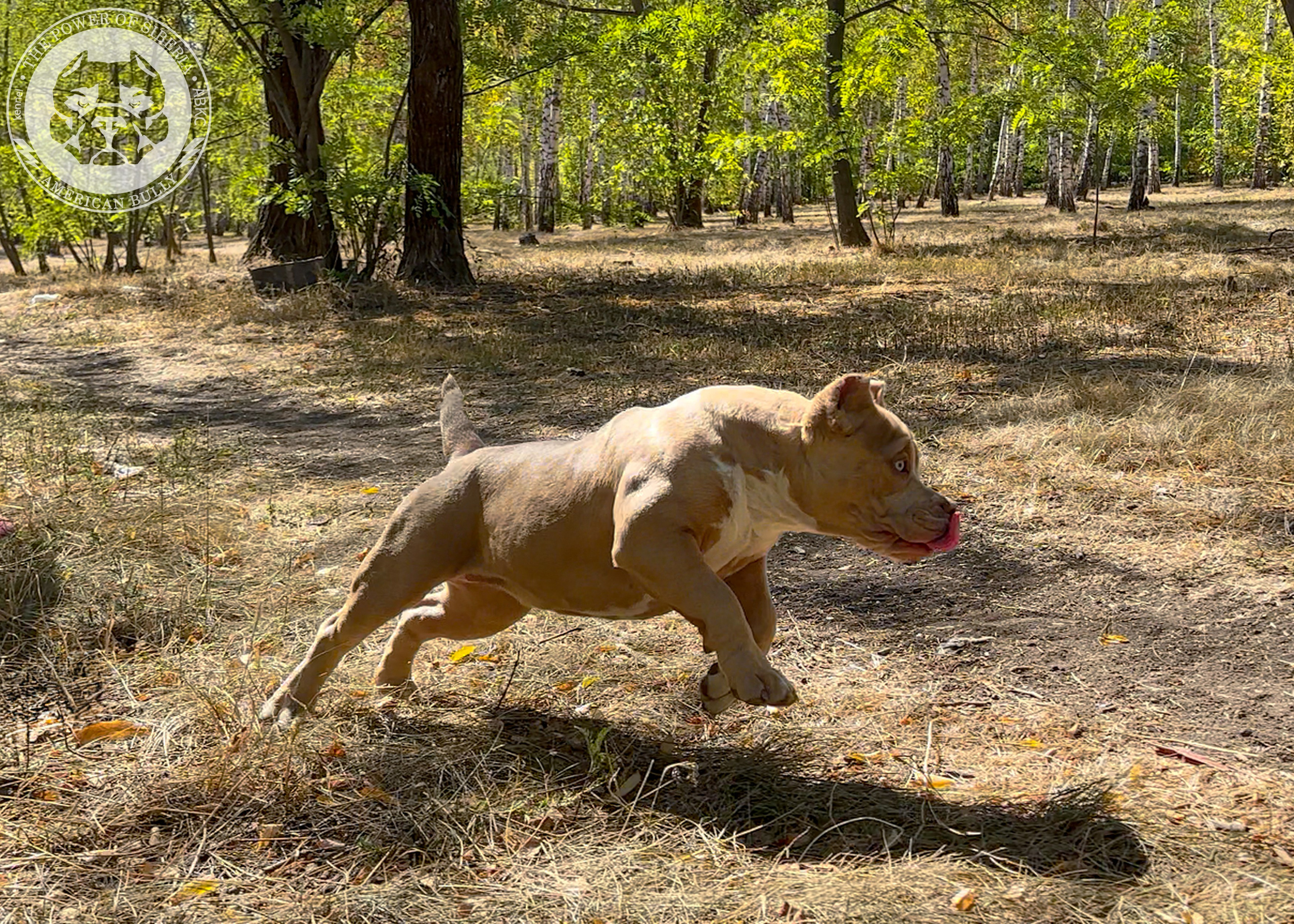 Помет Каспер и Тагира. 21.04.25. Американский Булли в г. Ростов-на-Дону. Питомник THE POWER OF SIBERIA