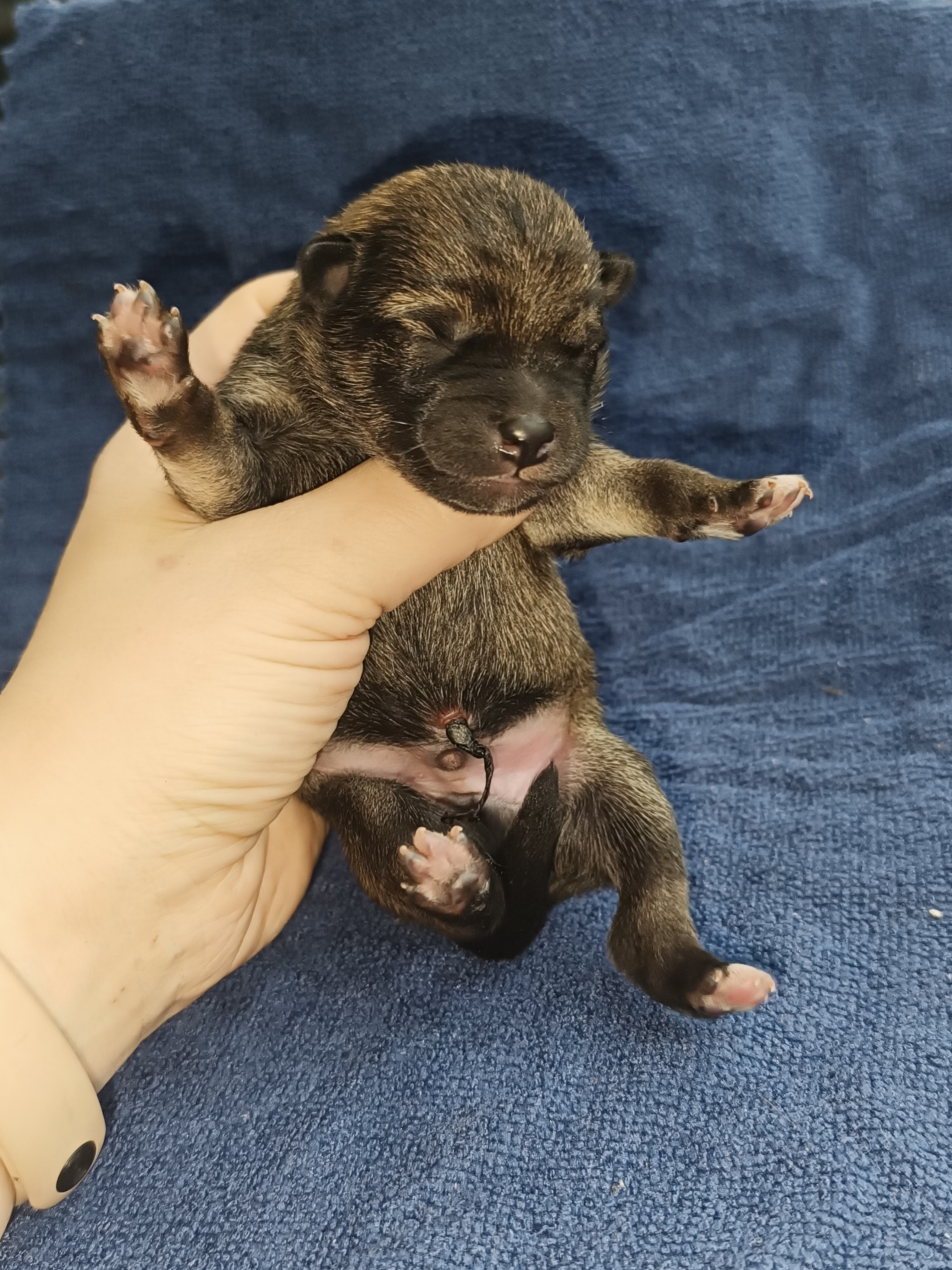 сиба питомник Рубилайт щенки на продажу rubylight  сиба щенки купить СПб Санкт-Петербург 