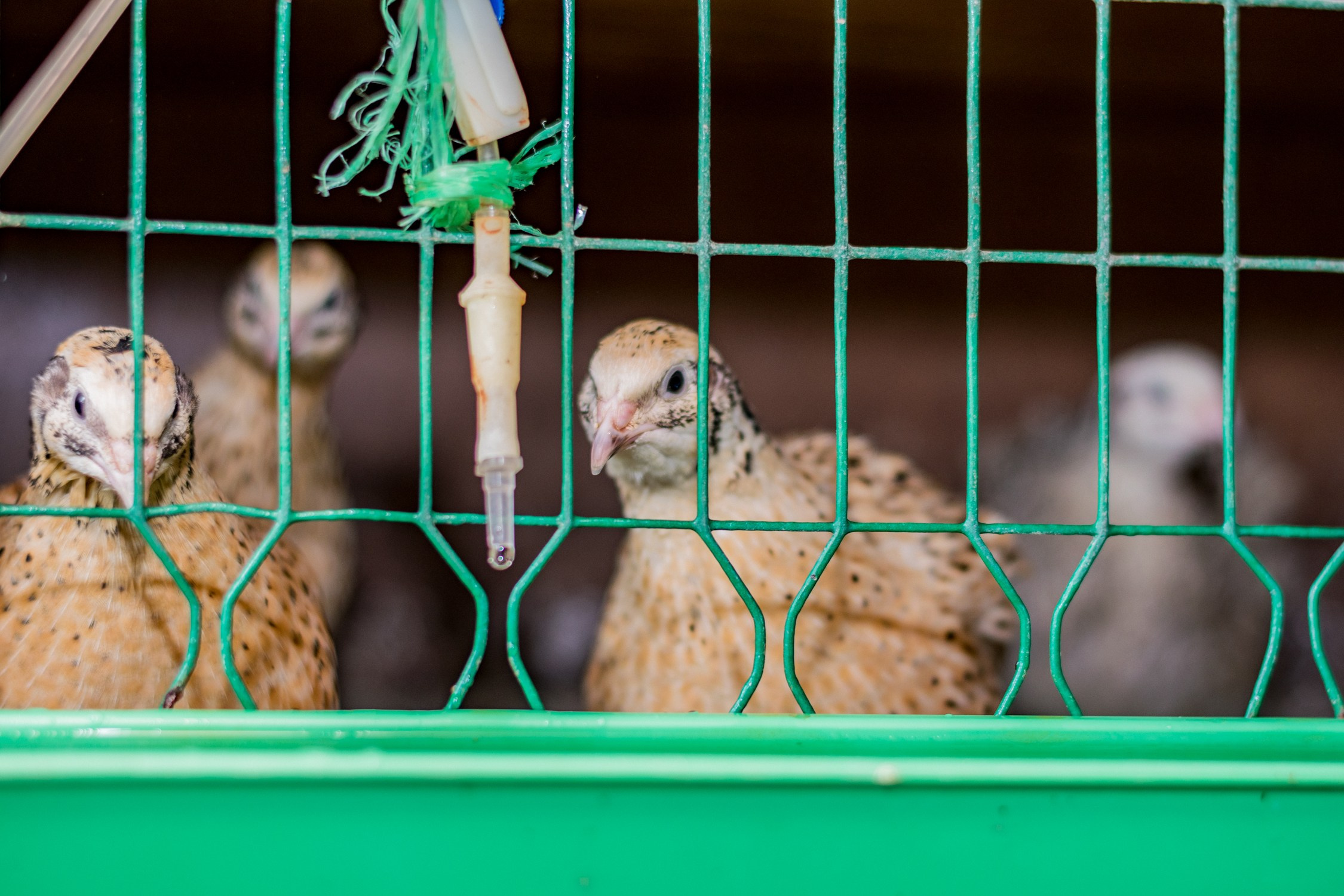 Антон Курдюмов фотограф в Хабаровске Рина Курдюмова фото27 foto27 Антон Дорофеев репортажный репортаж документалист Тони и Рина фотосоздатели Виноградники Хехцир 2024 Хабаровск виноград дикий фермер фермерство дачный сезон