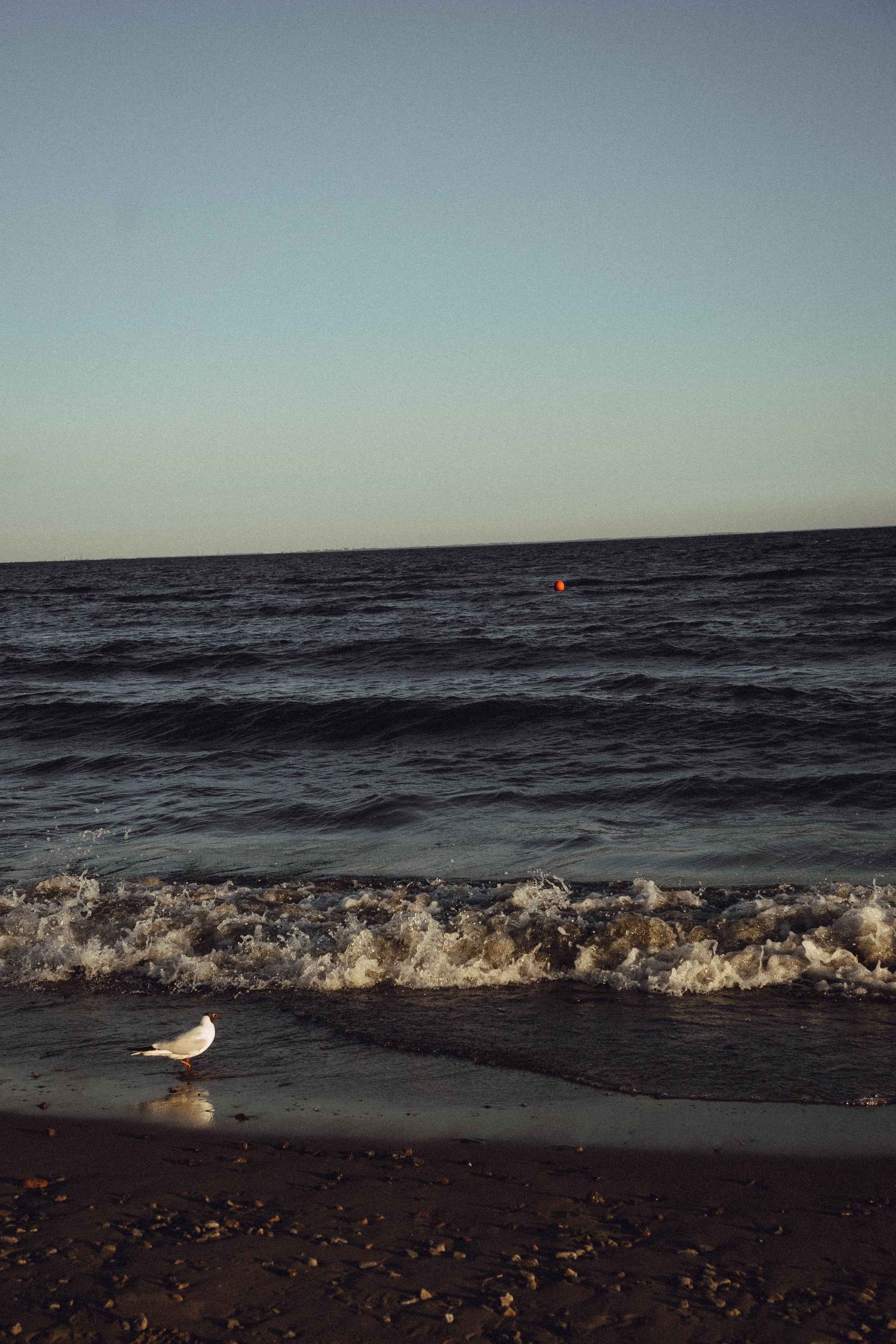 Любовь на заливе. Профессиональный фотограф, Санкт-Петербург — Виктория Богомолова