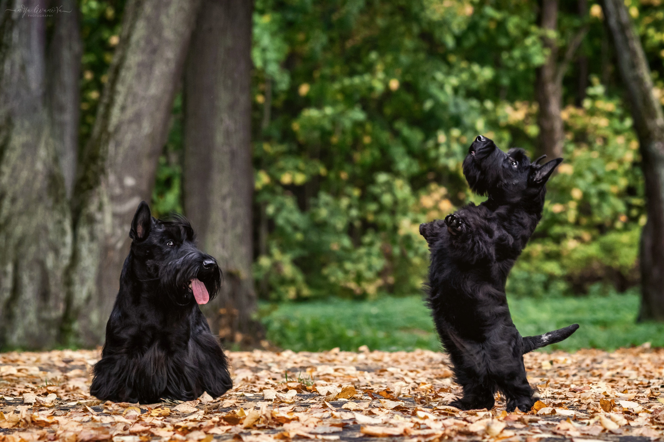 Скотчики Аврора и Амира. Фотограф анималист Аня Ливанова | Рыбинск