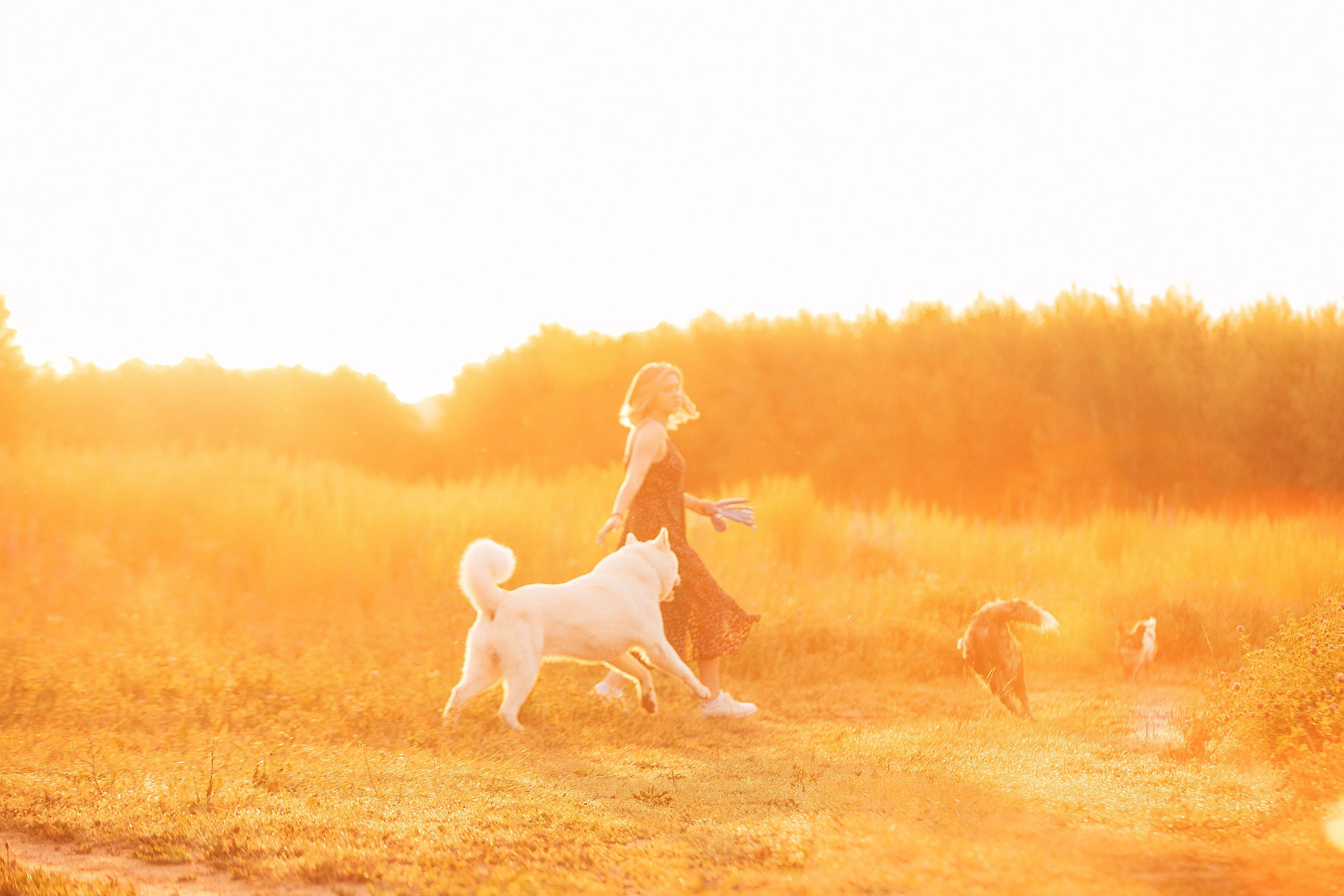 Таня и команда на рассвете. Фотограф анималист Кузнецова Анна Нижний Новгород