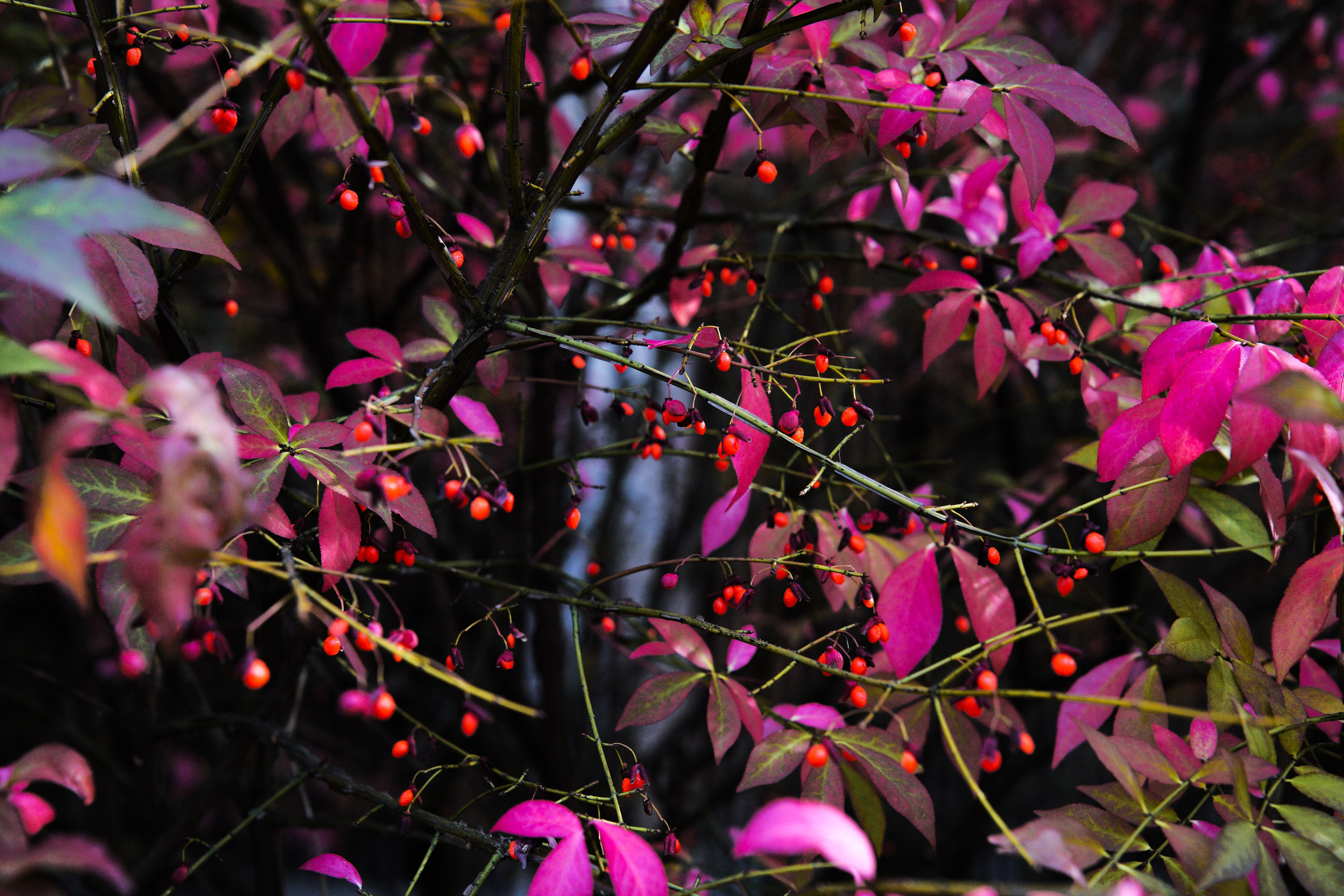 Осень 2025. Фотограф из Москвы — DASHA NOVA | Авторская фотография в разных жанрах