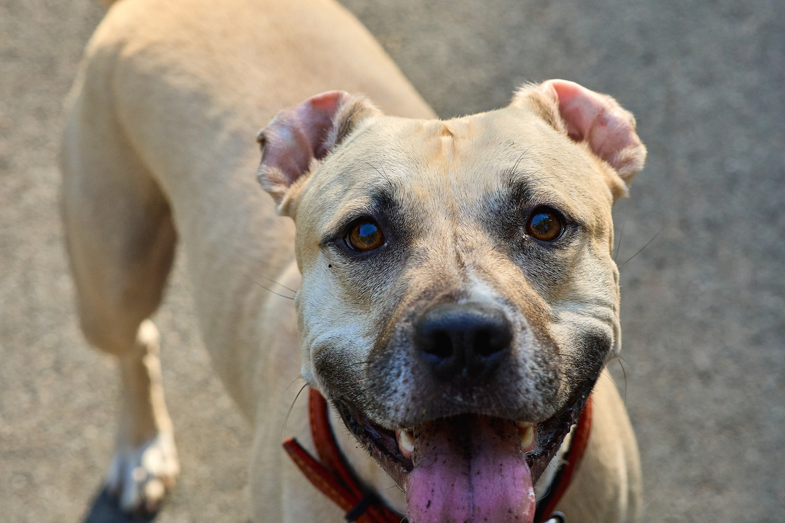Умнейшая собака Зелла. Любовь Гальцова — свадебный, семейный, детский фотограф в городе Кемерово и Кемеровской области