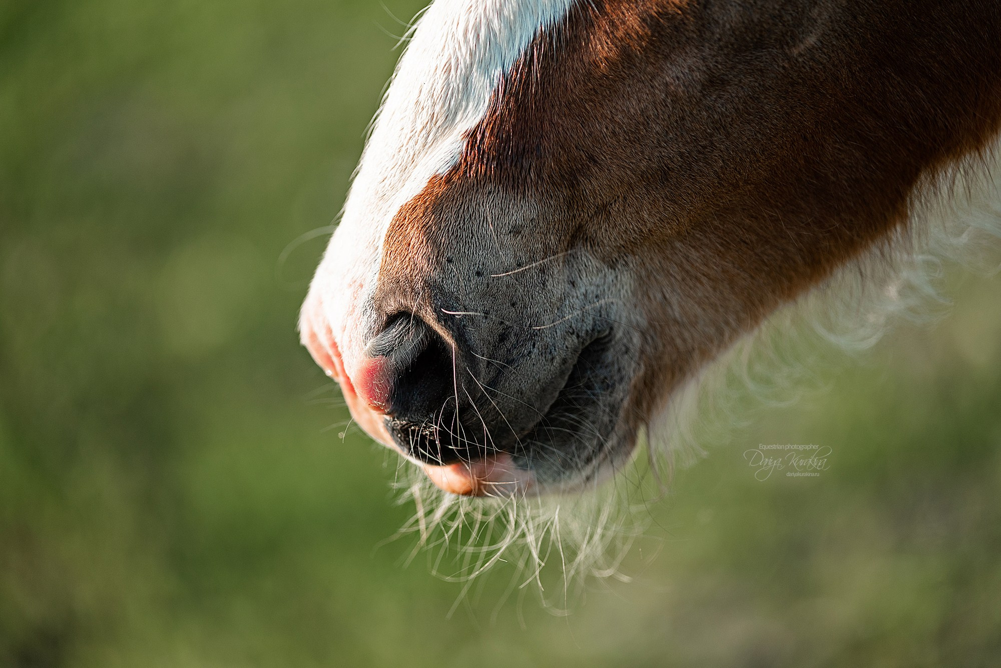 Рапунцель и Квини. Конный фотограф Куракина Дарья • Фотосессии с лошадьми