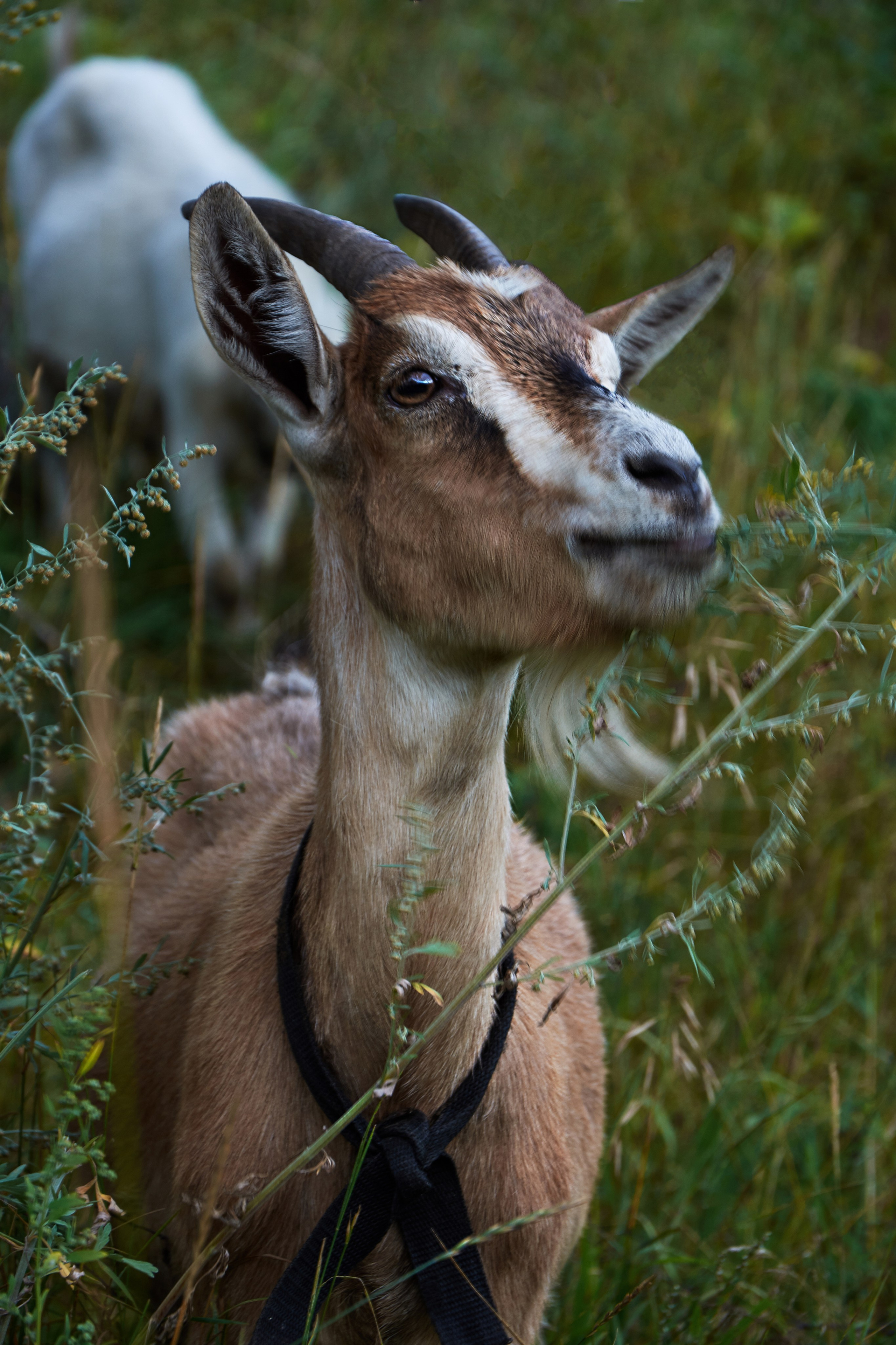 Нерехта — музей под открытым небом. Ольга Чёкотова (Фотограф Кострома)