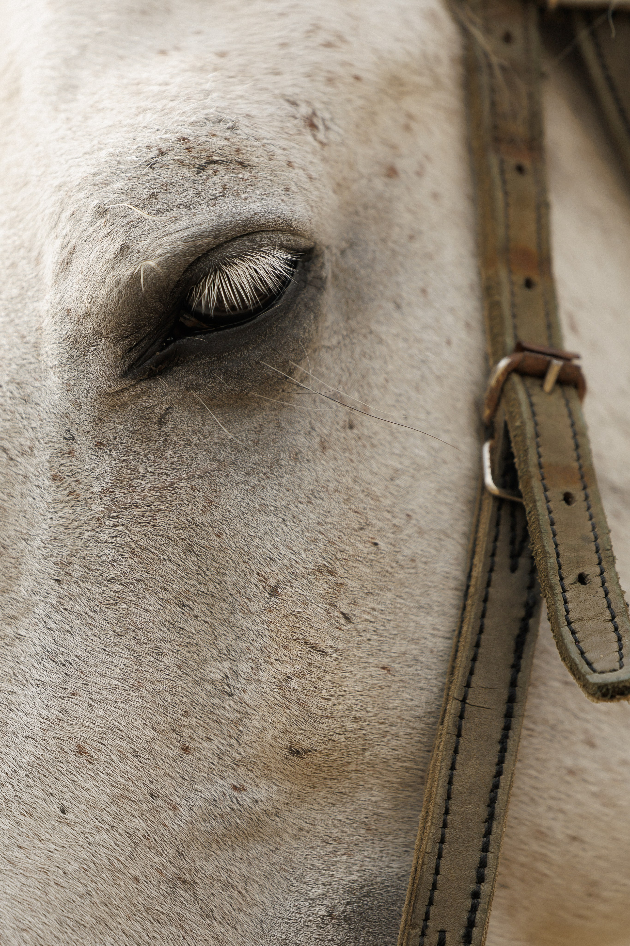 Wedding N&V. Свадебный фотограф Краснодар Юлия Ткаченко