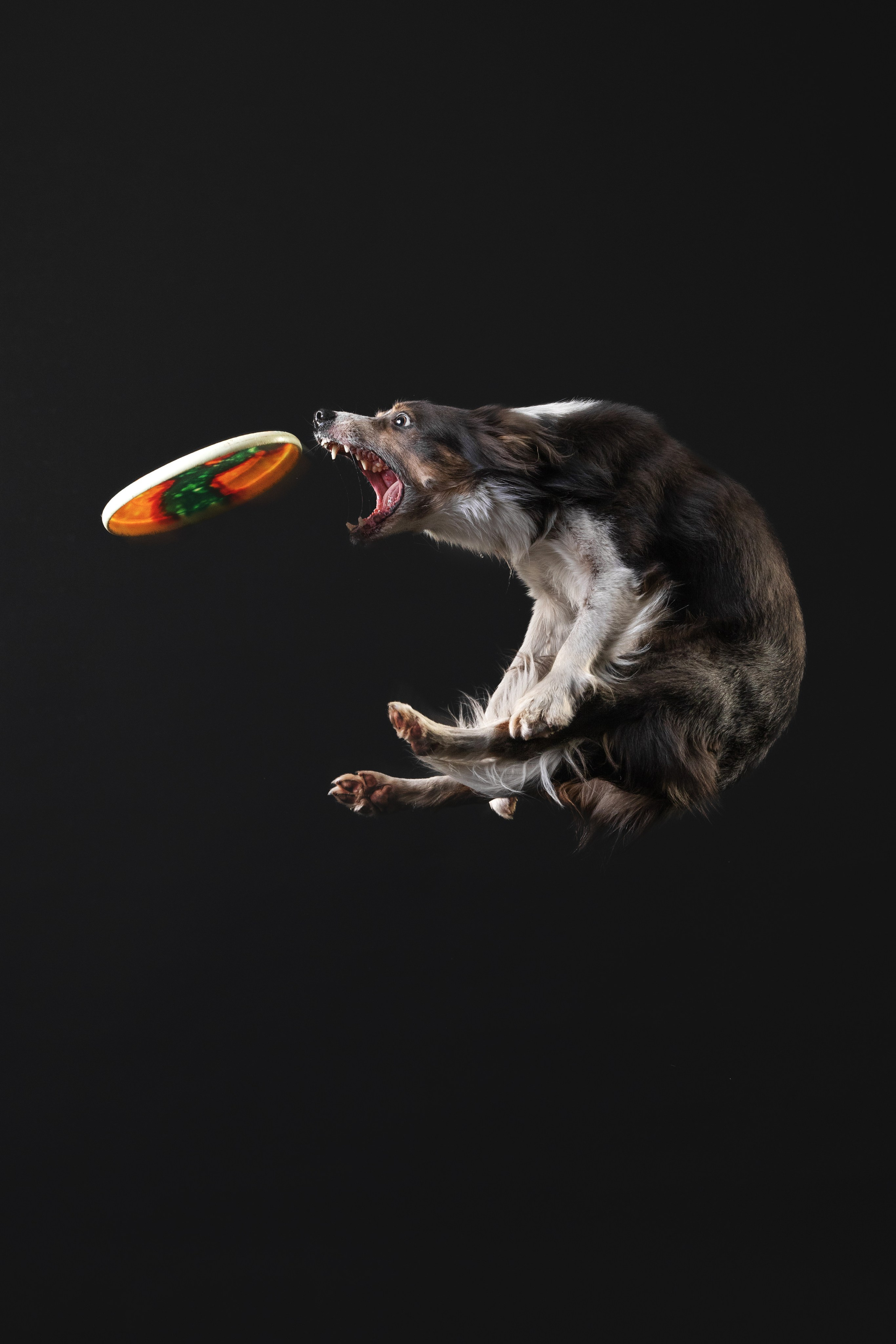 Бордер колли. Фотограф анималист Осипчикова Мария