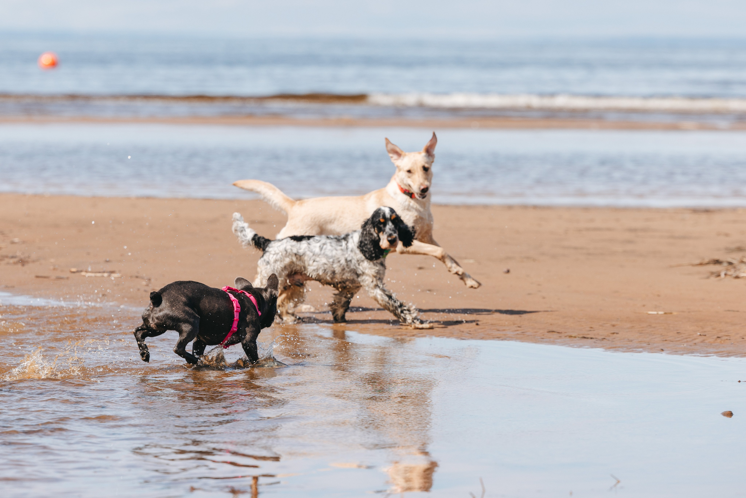 Спанимания. Фотограф анималист Осипчикова Мария