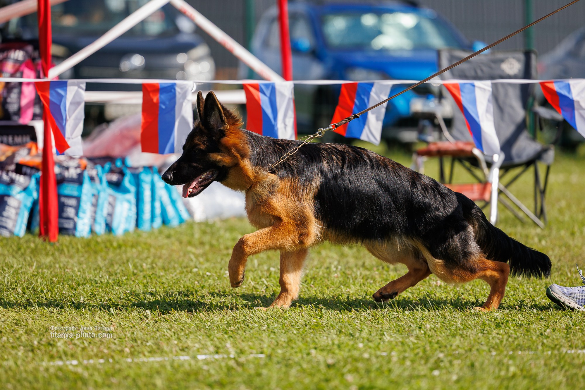 Немецкие овчарки: фото из рингов и вне ринга, мутпроба (фотографии с выставок). Фотограф собак, фотограф-анималист Аня Титова (Titanya). Москва