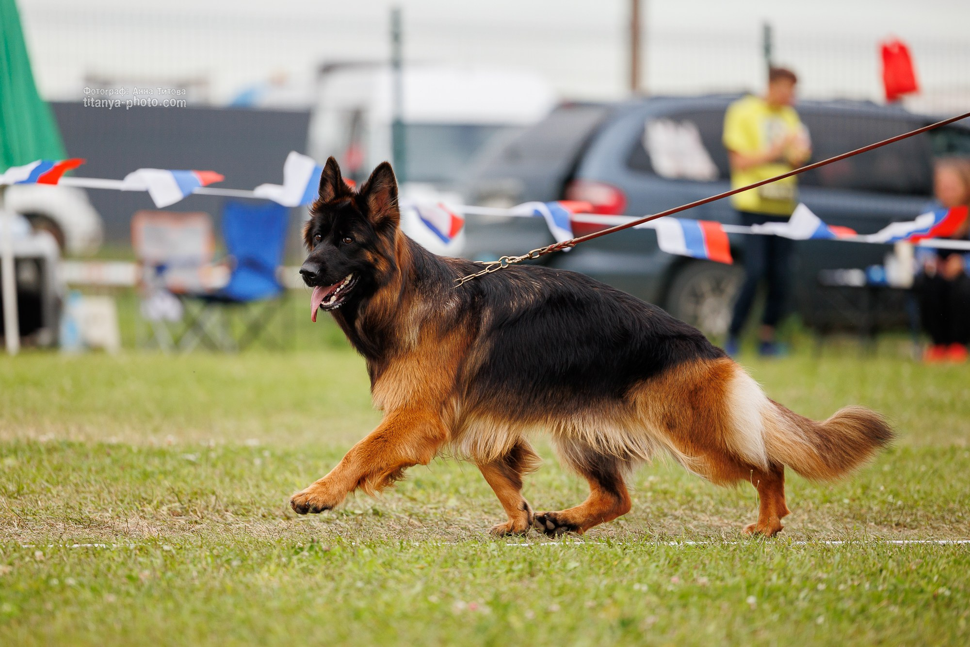 Немецкие овчарки: фото из рингов и вне ринга, мутпроба (фотографии с выставок). Фотограф собак, фотограф-анималист Аня Титова (Titanya). Москва