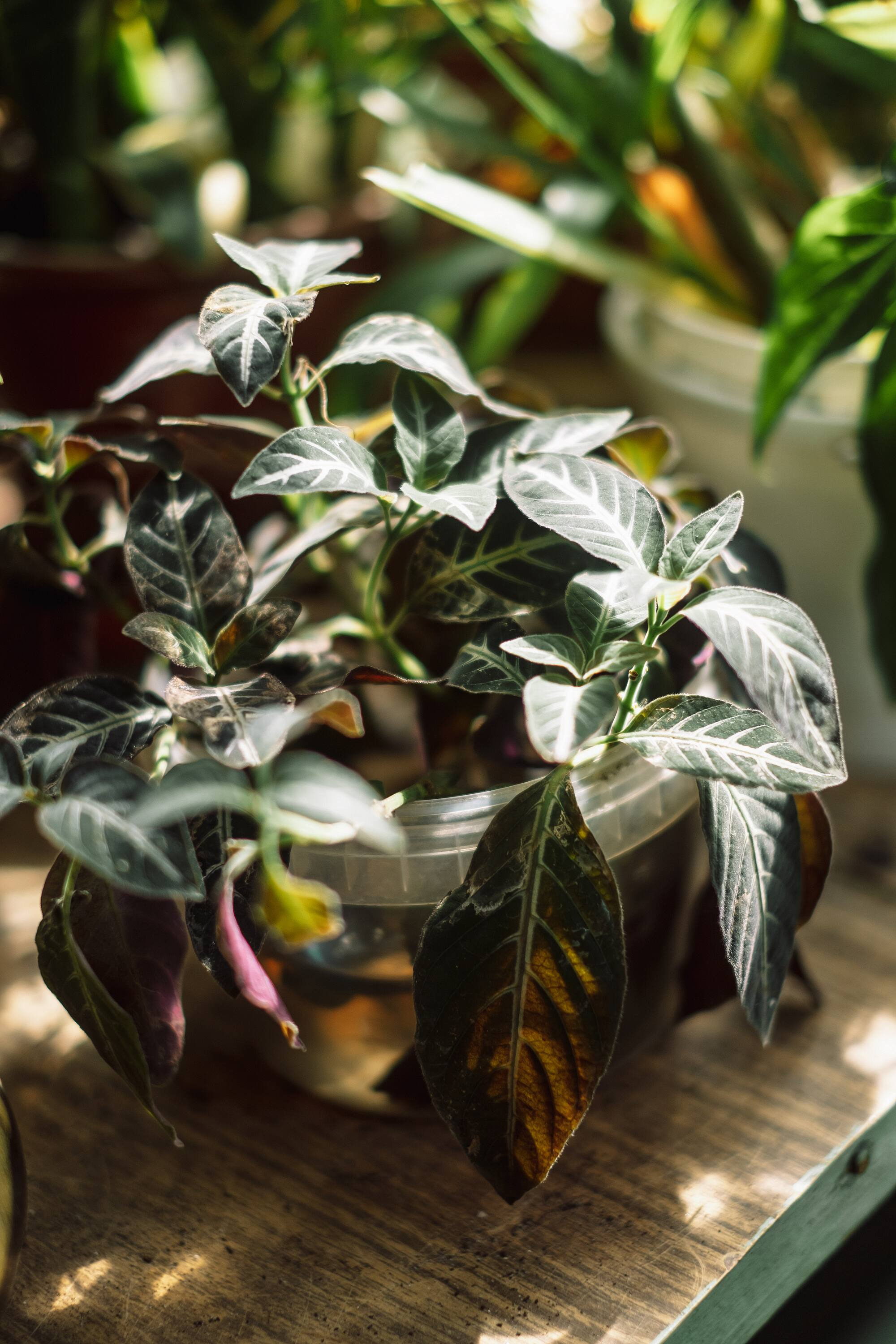 . Фотоёжъ | P H O T O E Z H O G R A P H Y