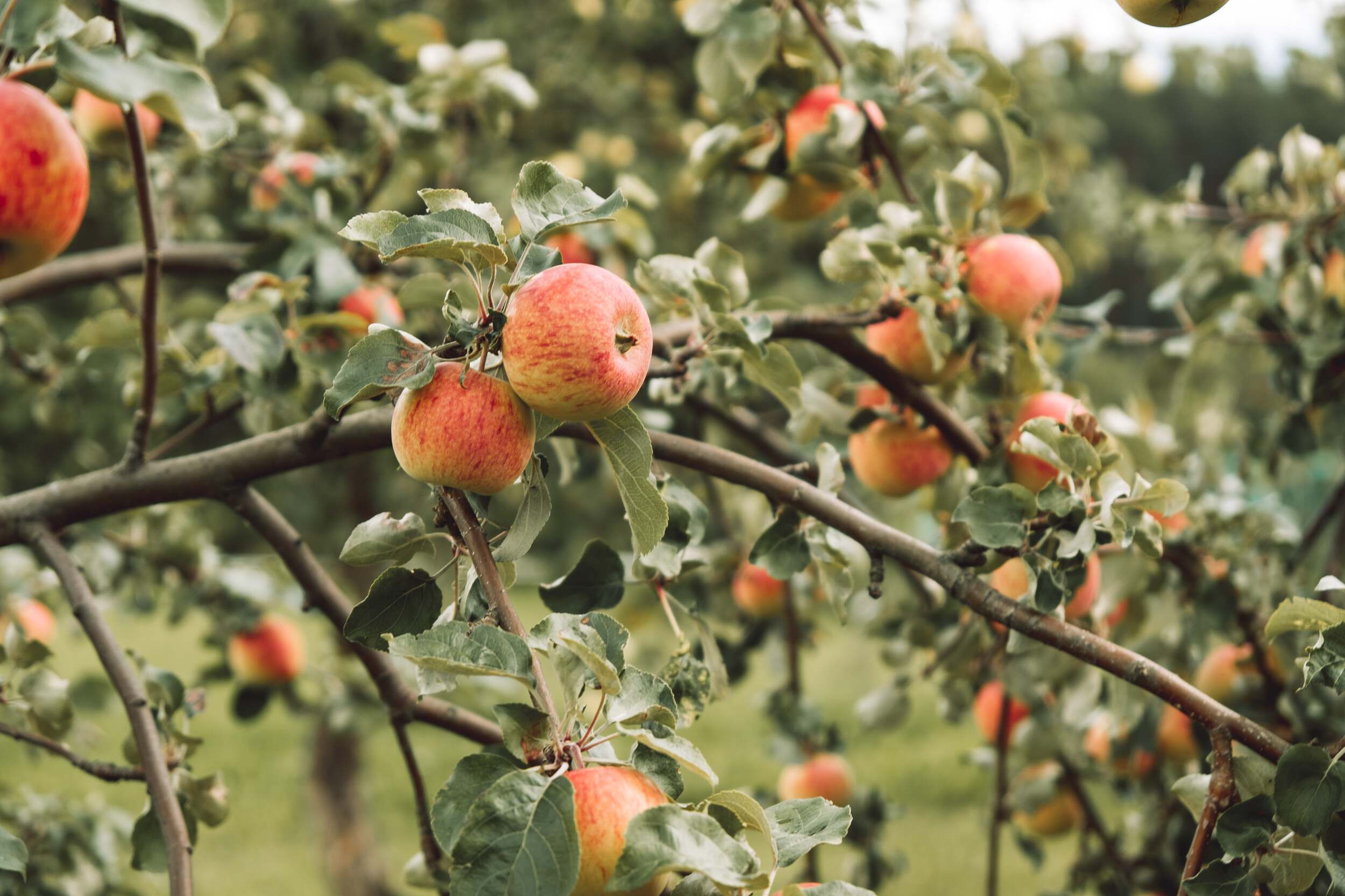 . Фотоёжъ | P H O T O E Z H O G R A P H Y