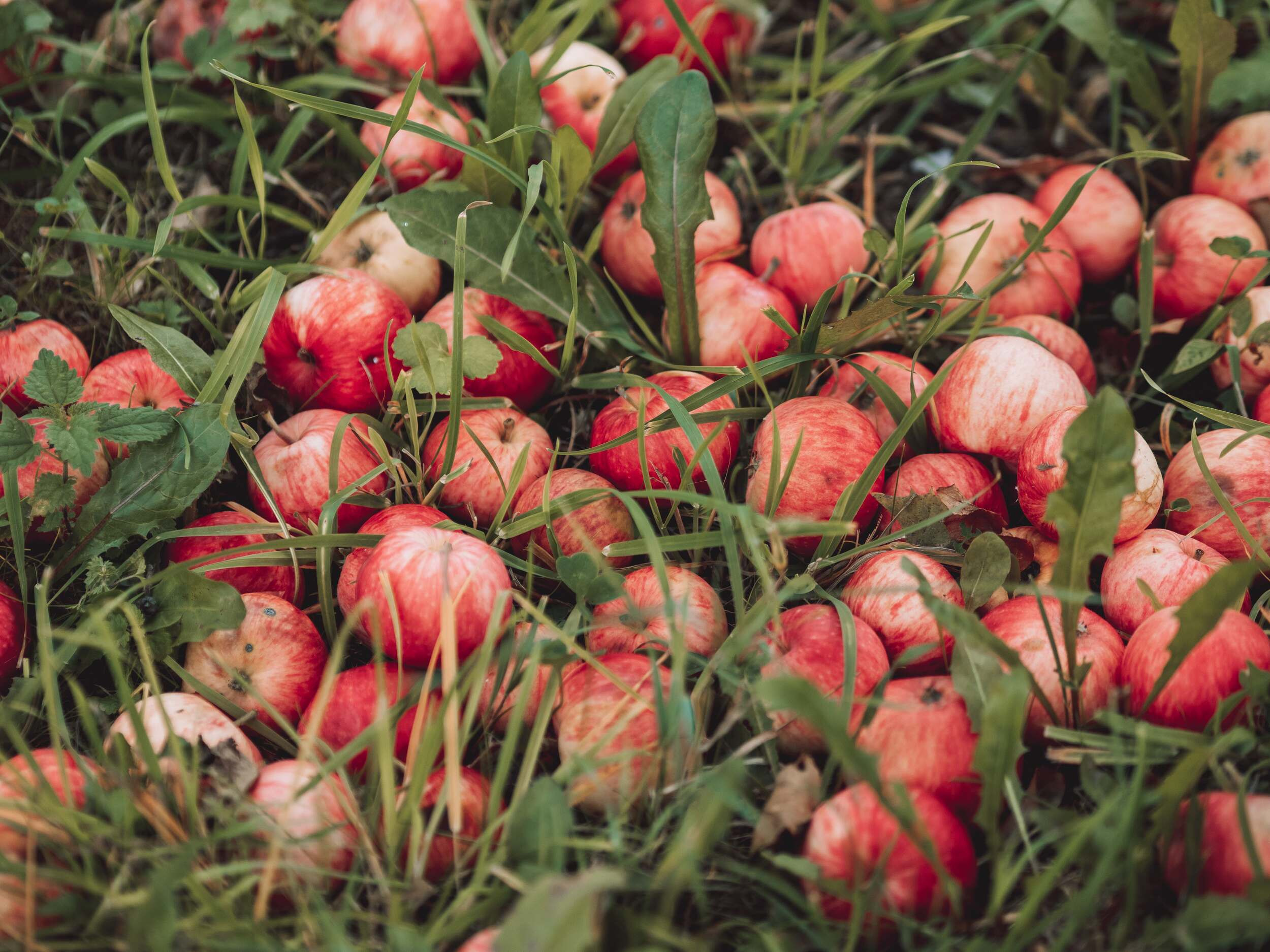 . Фотоёжъ | P H O T O E Z H O G R A P H Y