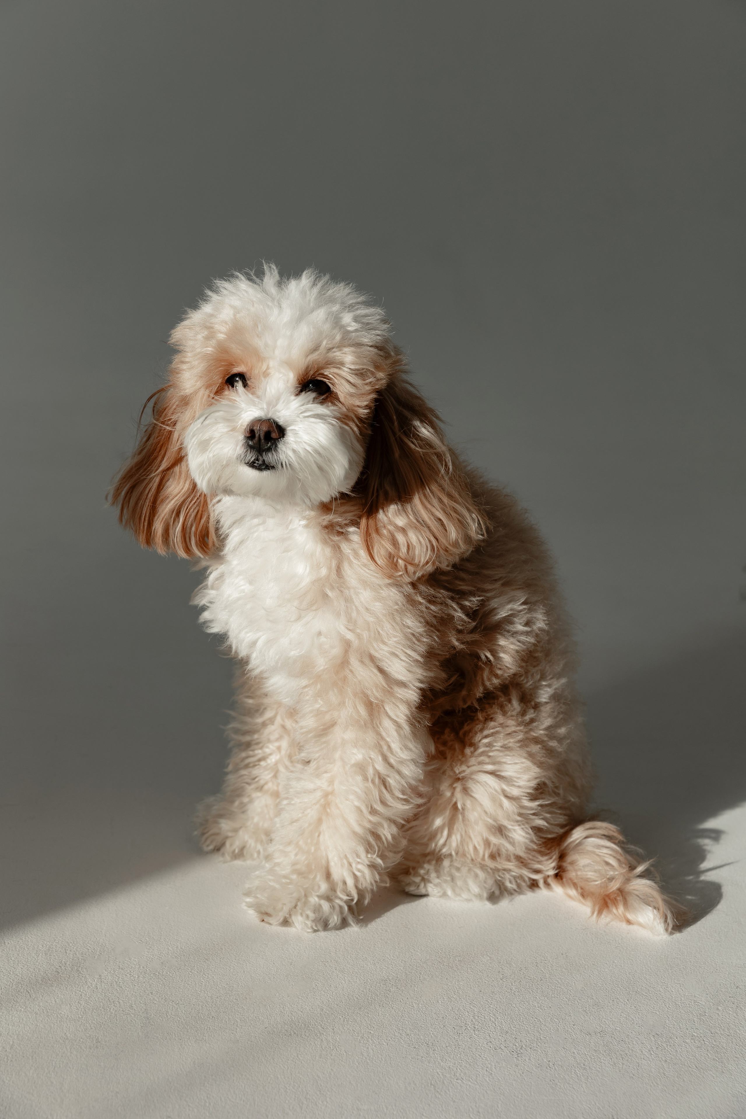 Виктория и Буся. Семейный фотограф в Москве Вера Гук