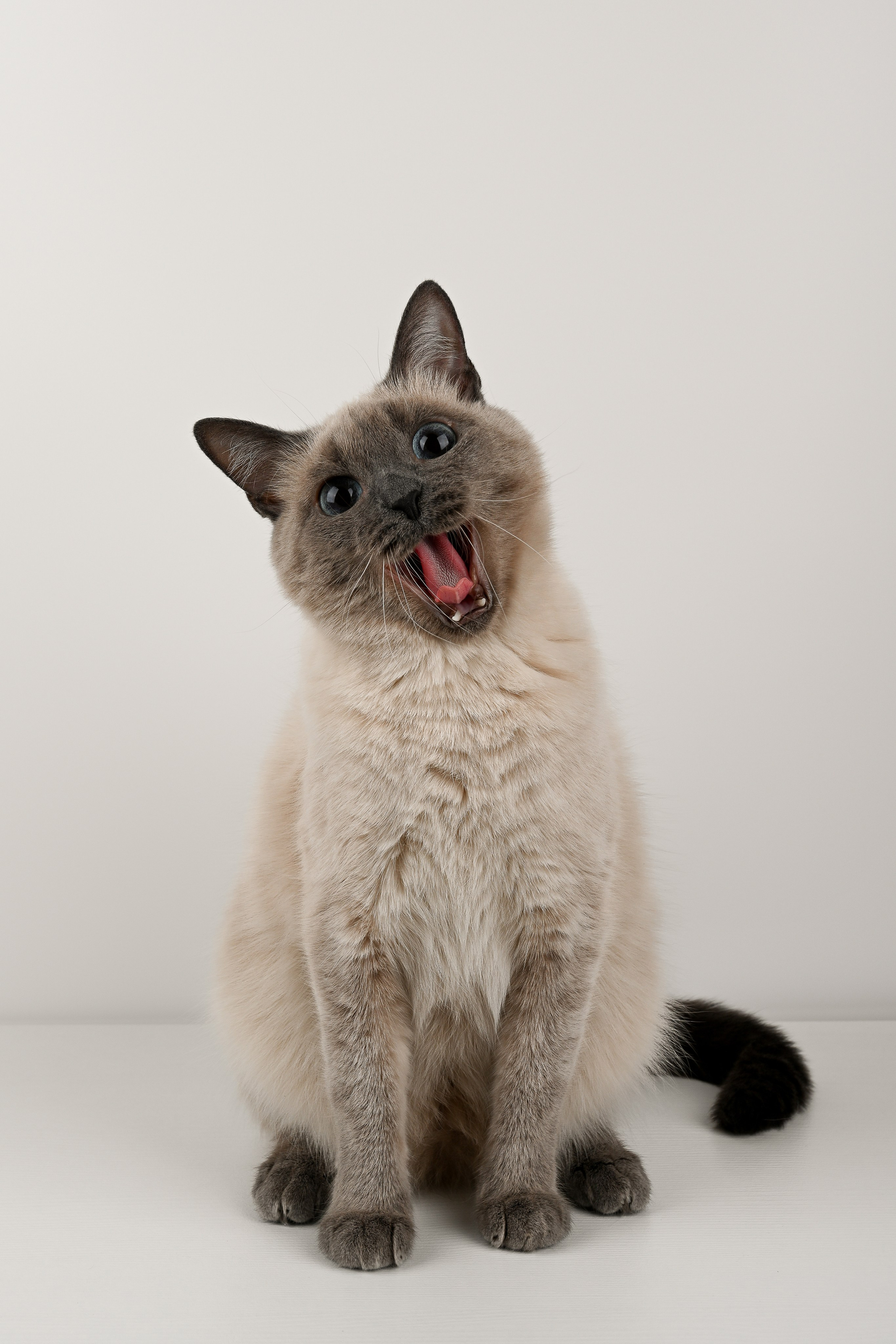 О нешей Снежке. Полина Бамбиза фотограф фотосессии Красноярск фотокниги портрет