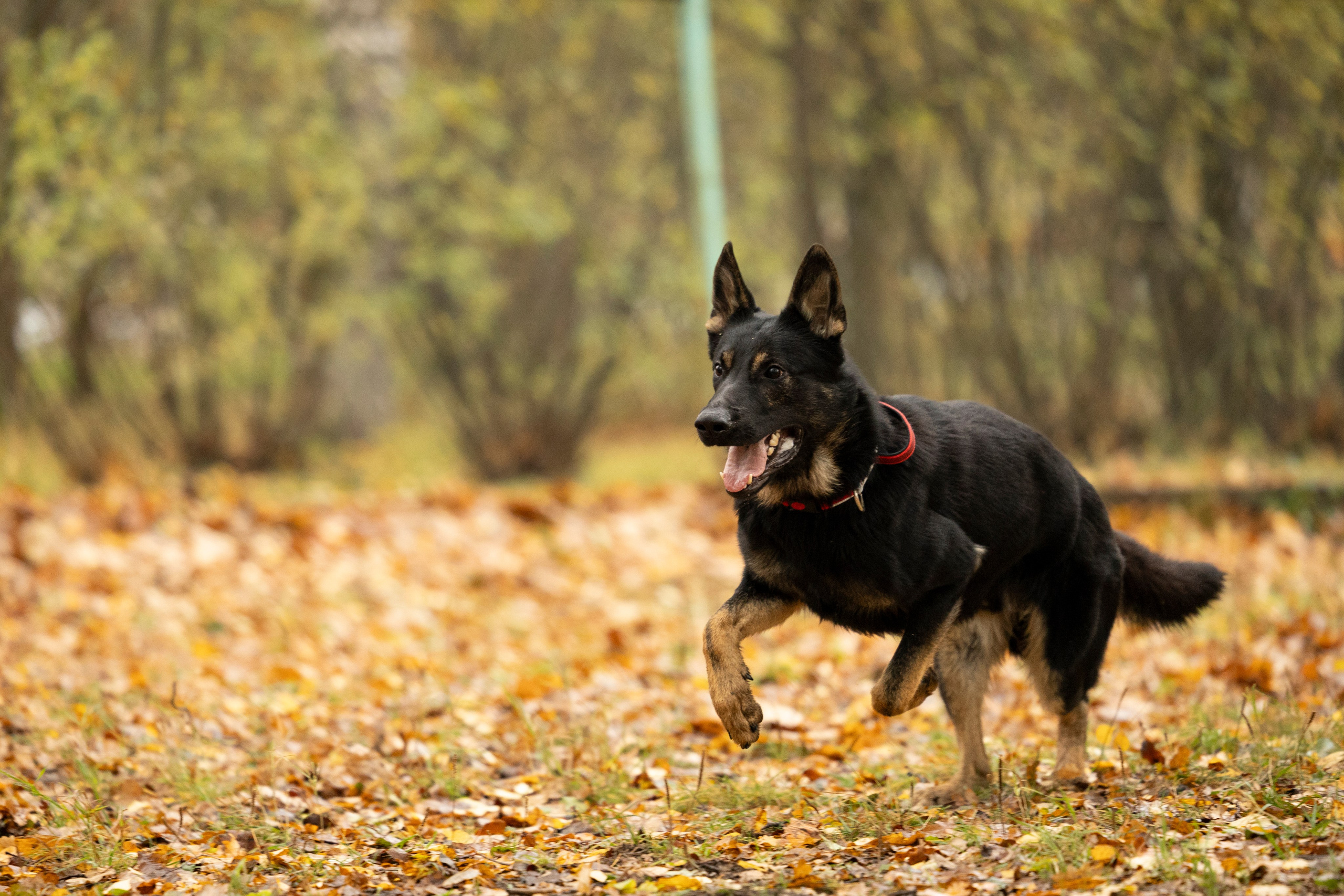 Соревнования по Мондьорингу г. Вологда. Фотограф-анималист Анна Маринич