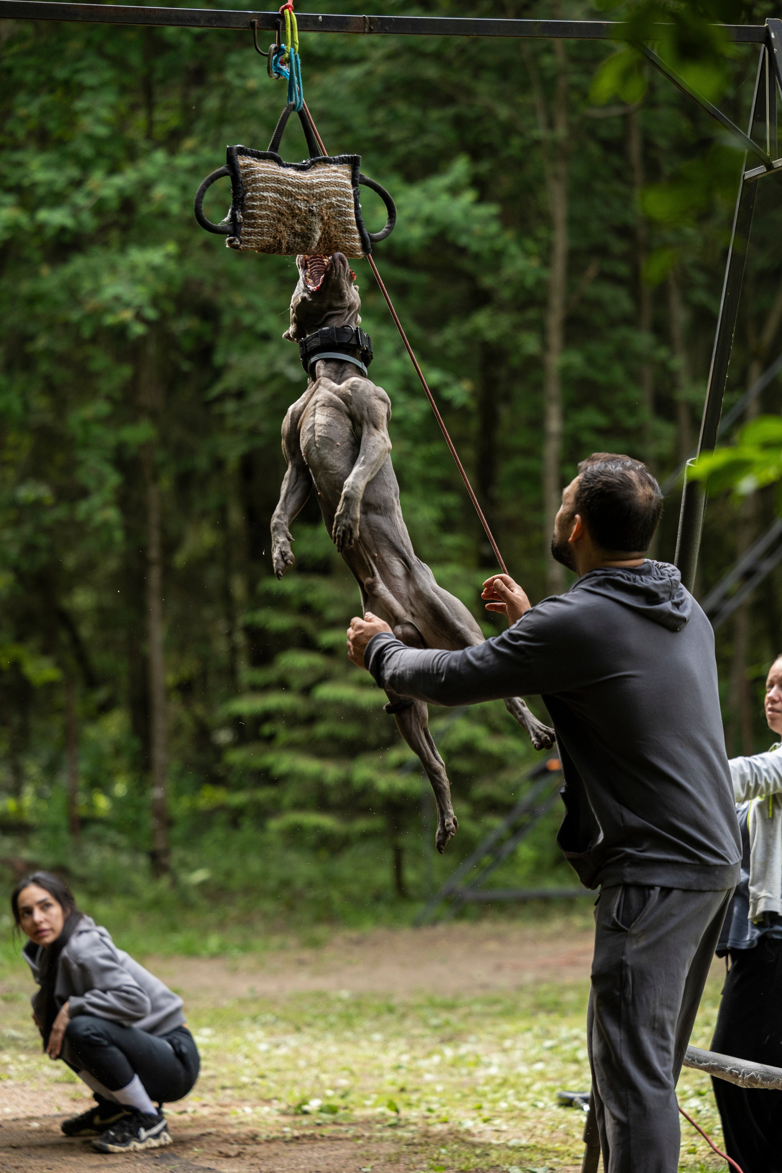 Пит-стафф многоборье. Фотограф-анималист Анна Маринич
