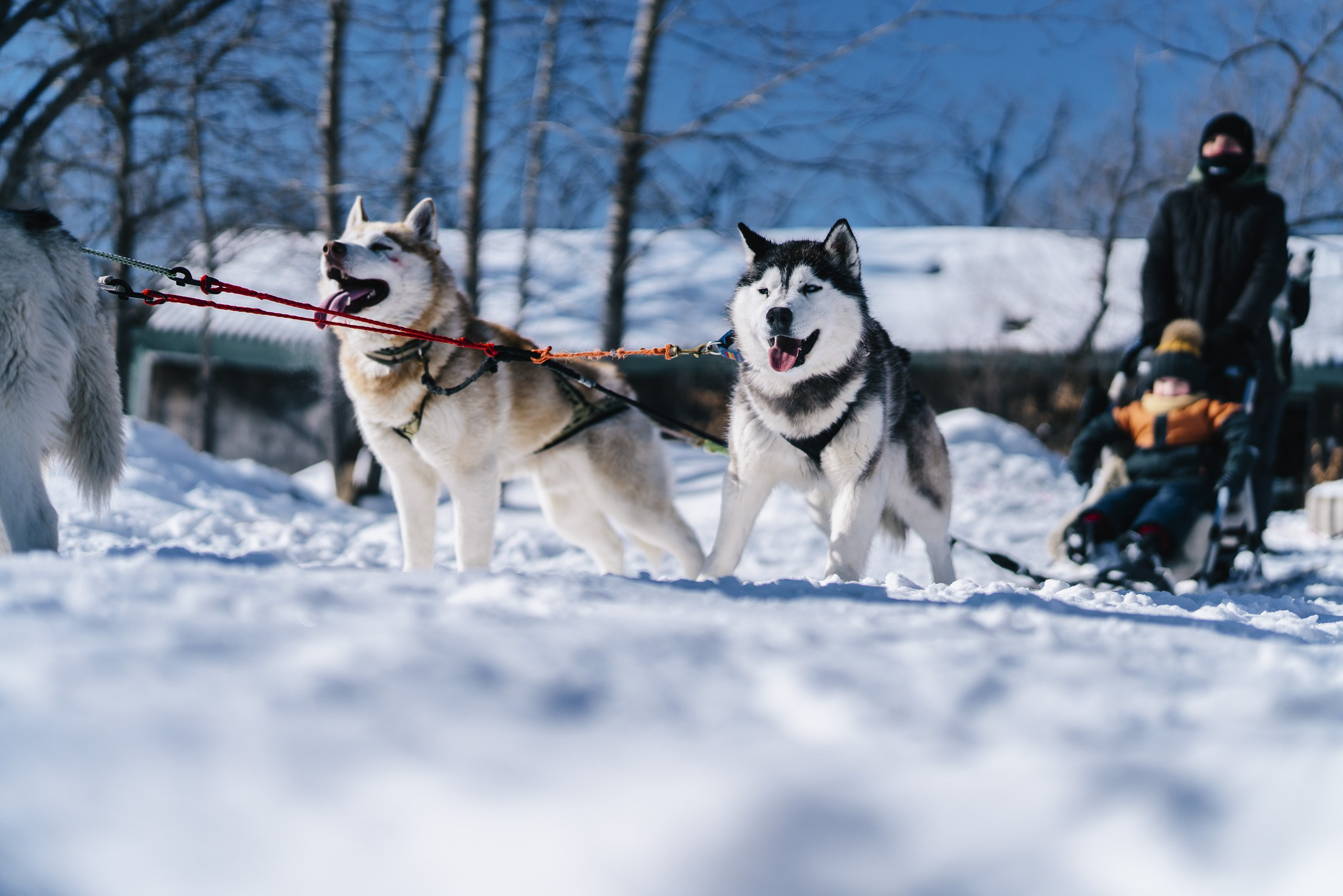 Хаски. Фото журналист
