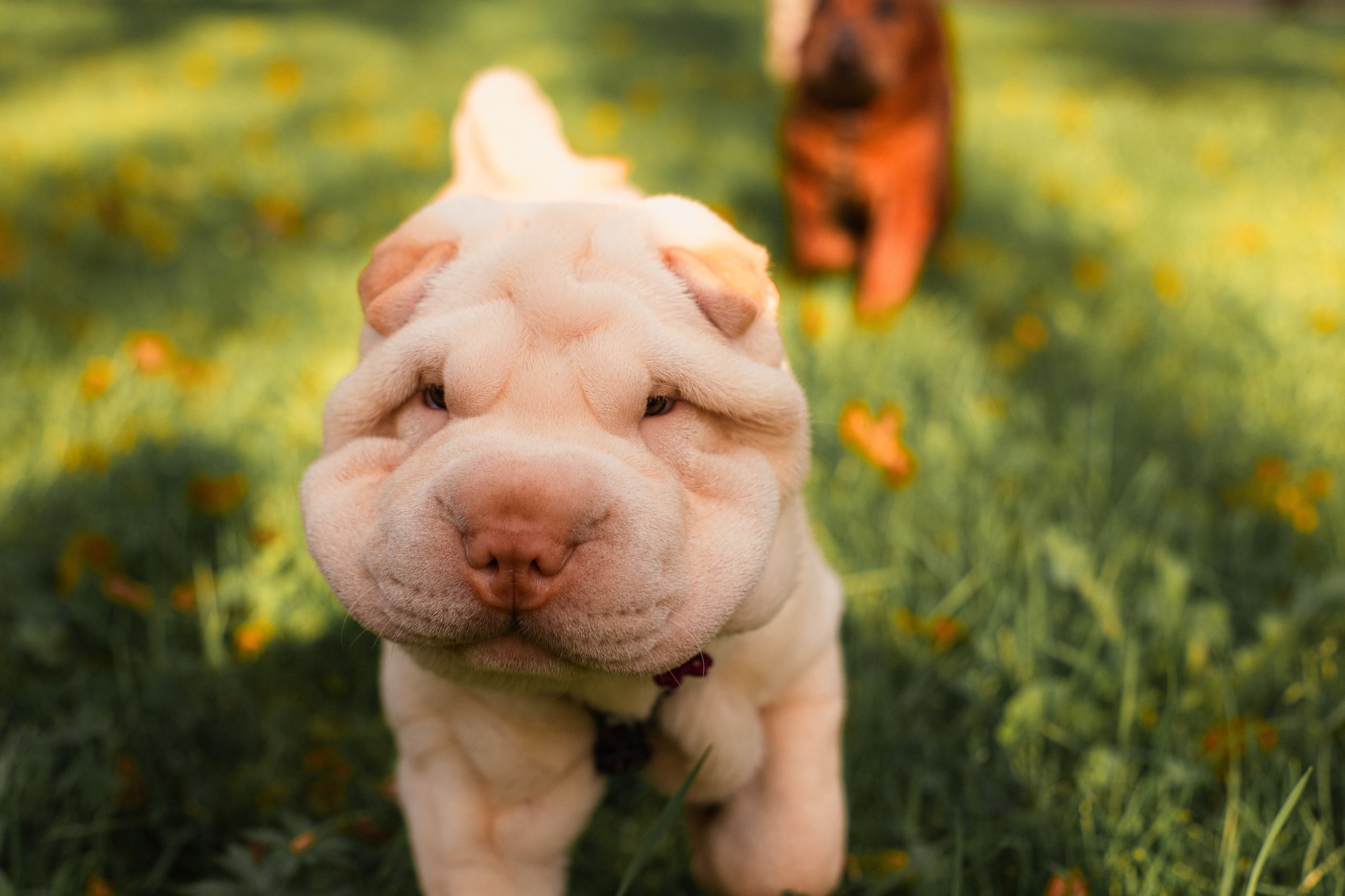 Алёна, Лагерта и Зефир. Фотограф-анималист Мария Баркевич | Москва