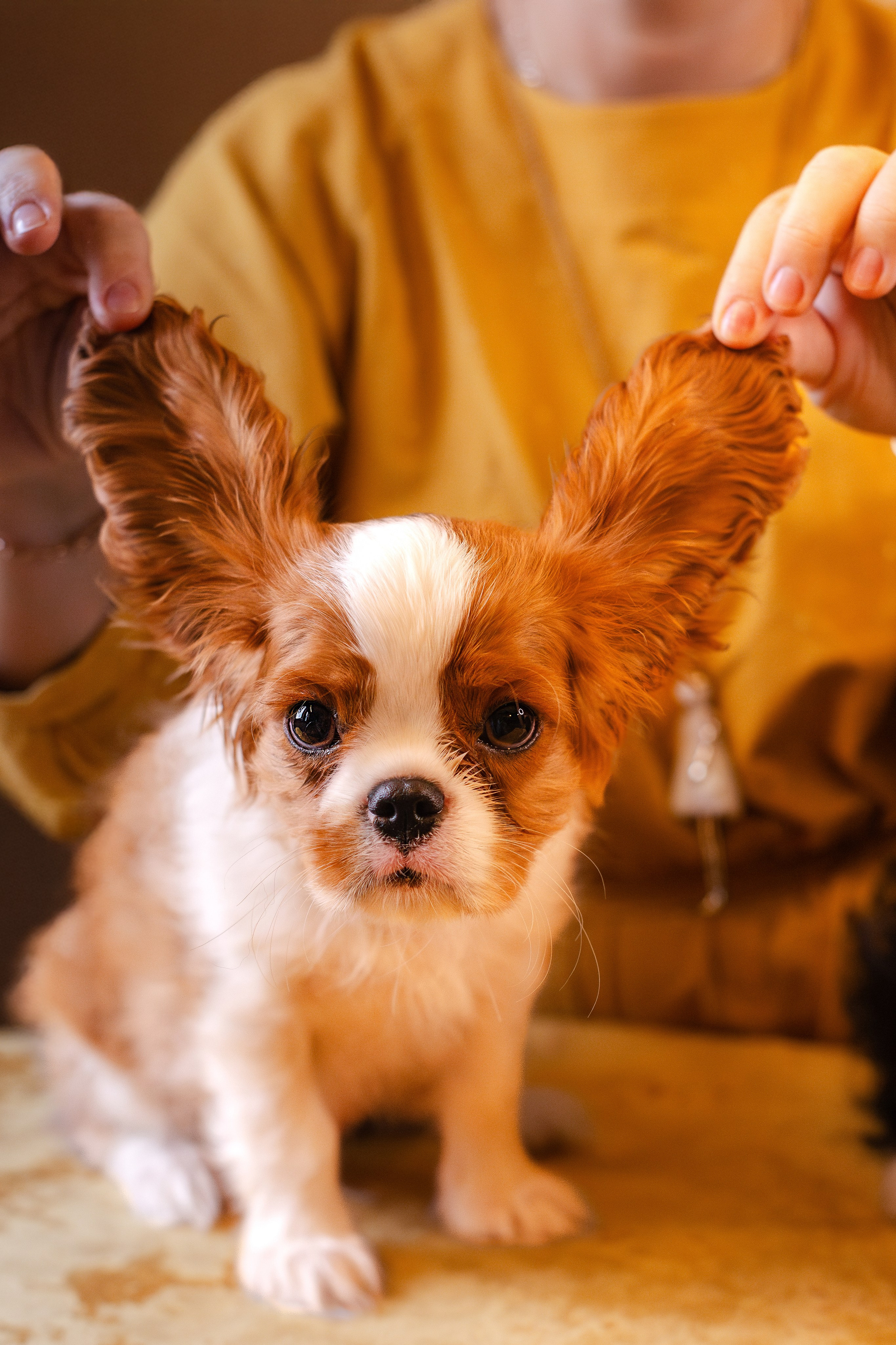Жанна и кавалеры. Фотограф-анималист Мария Баркевич | Москва