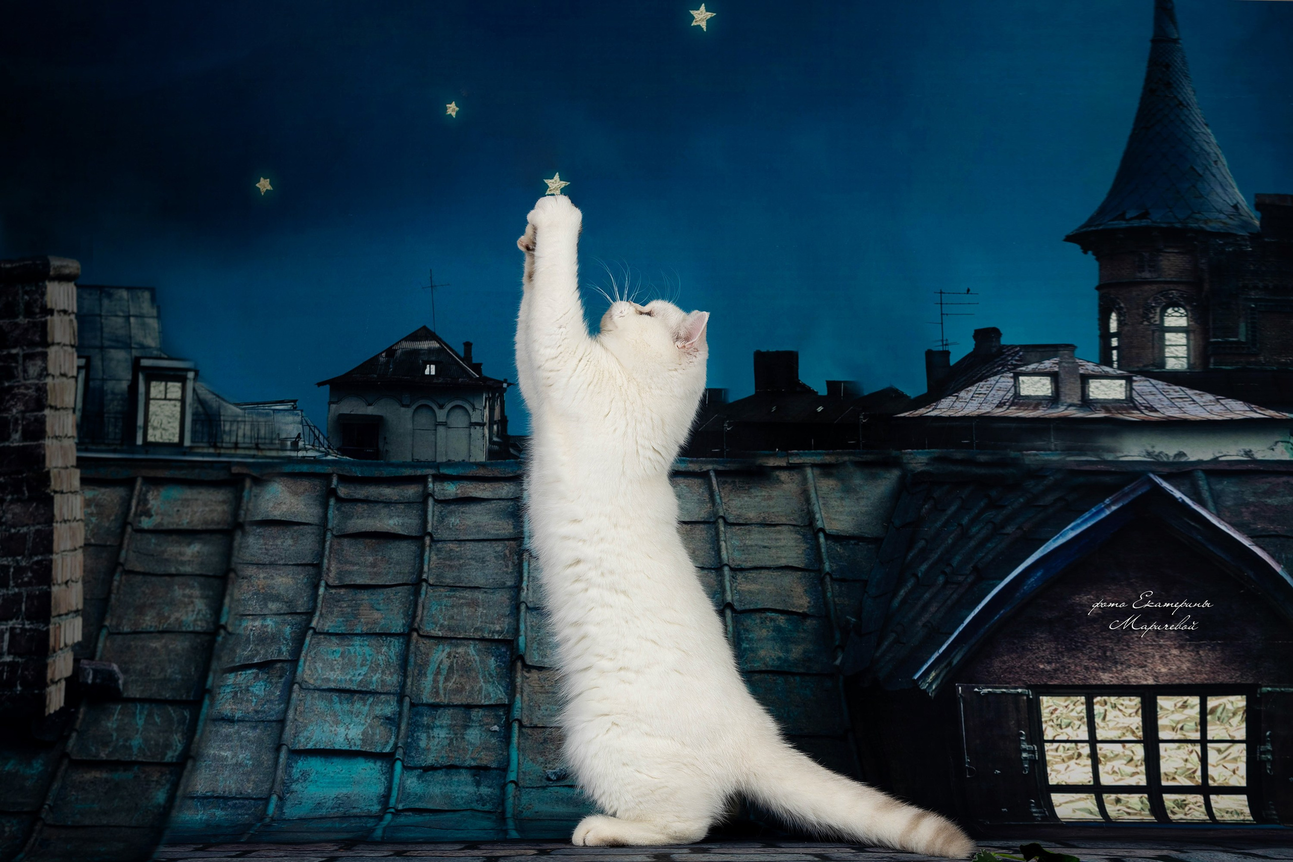 Тематические фоны с рисунком. Фотограф-анималист в Омске Екатерина Маричева