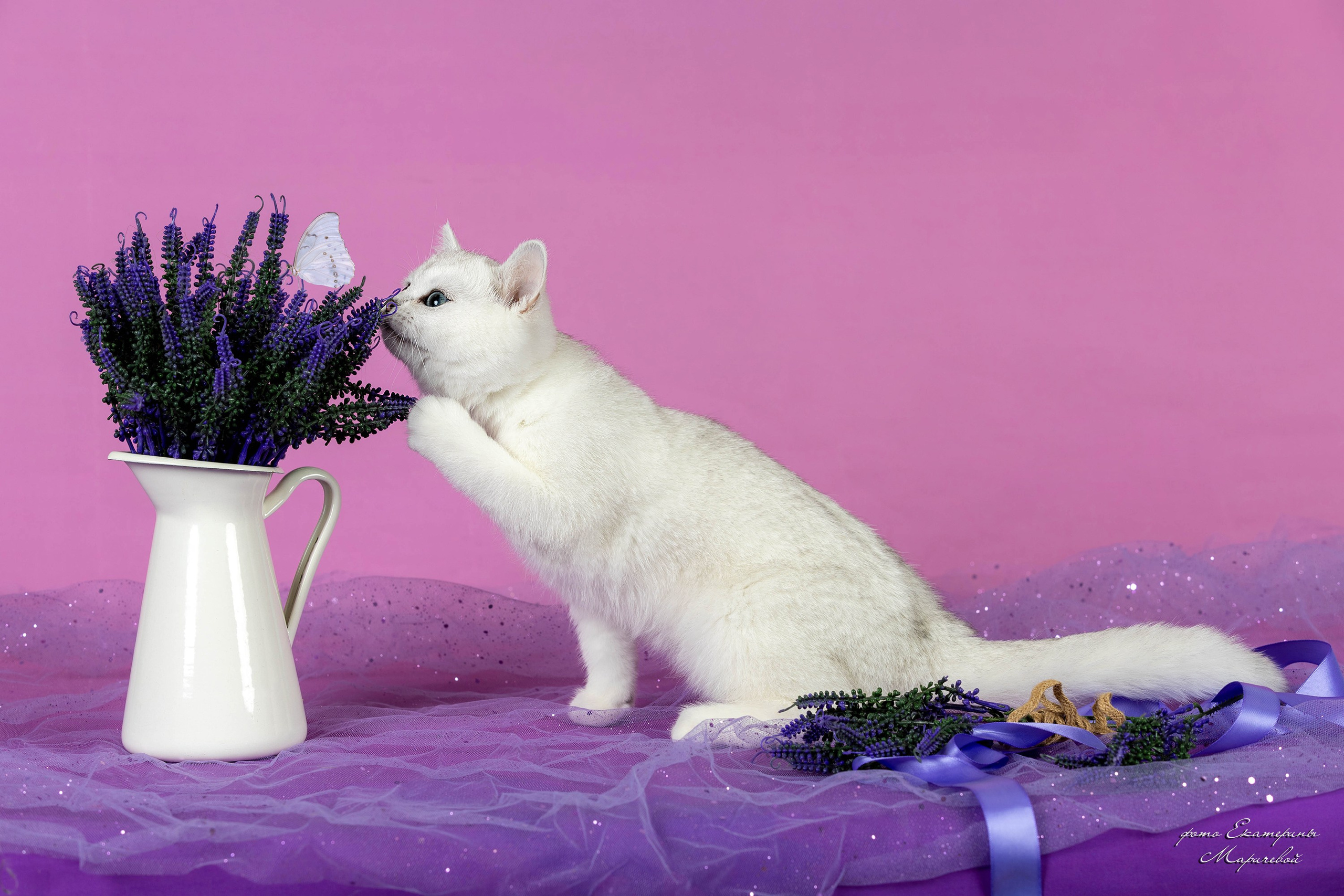 Галерея котят. Фотограф-анималист в Омске Екатерина Маричева