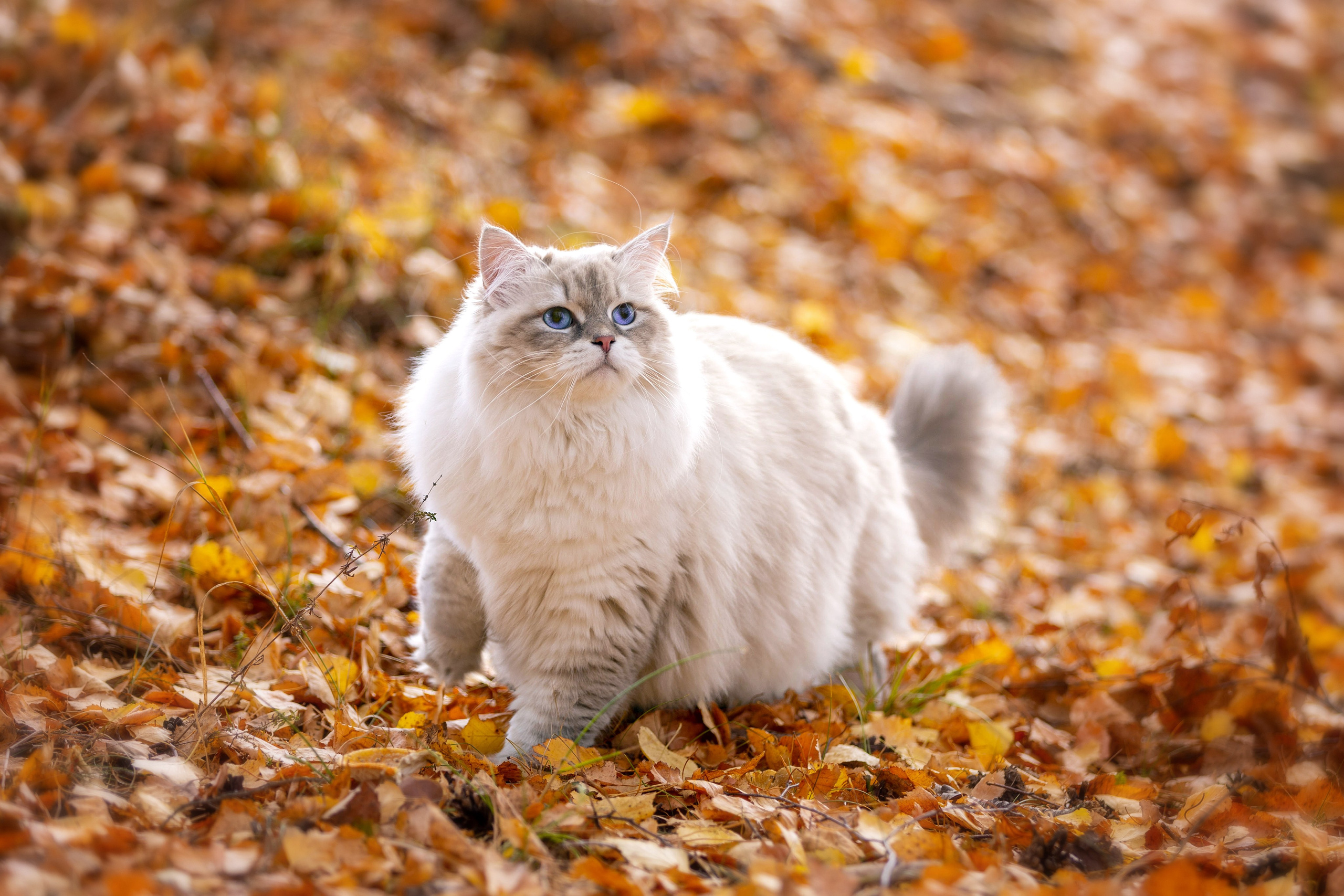 Выездная съёмка с естественным светом. Фотограф-анималист в Омске Екатерина Маричева