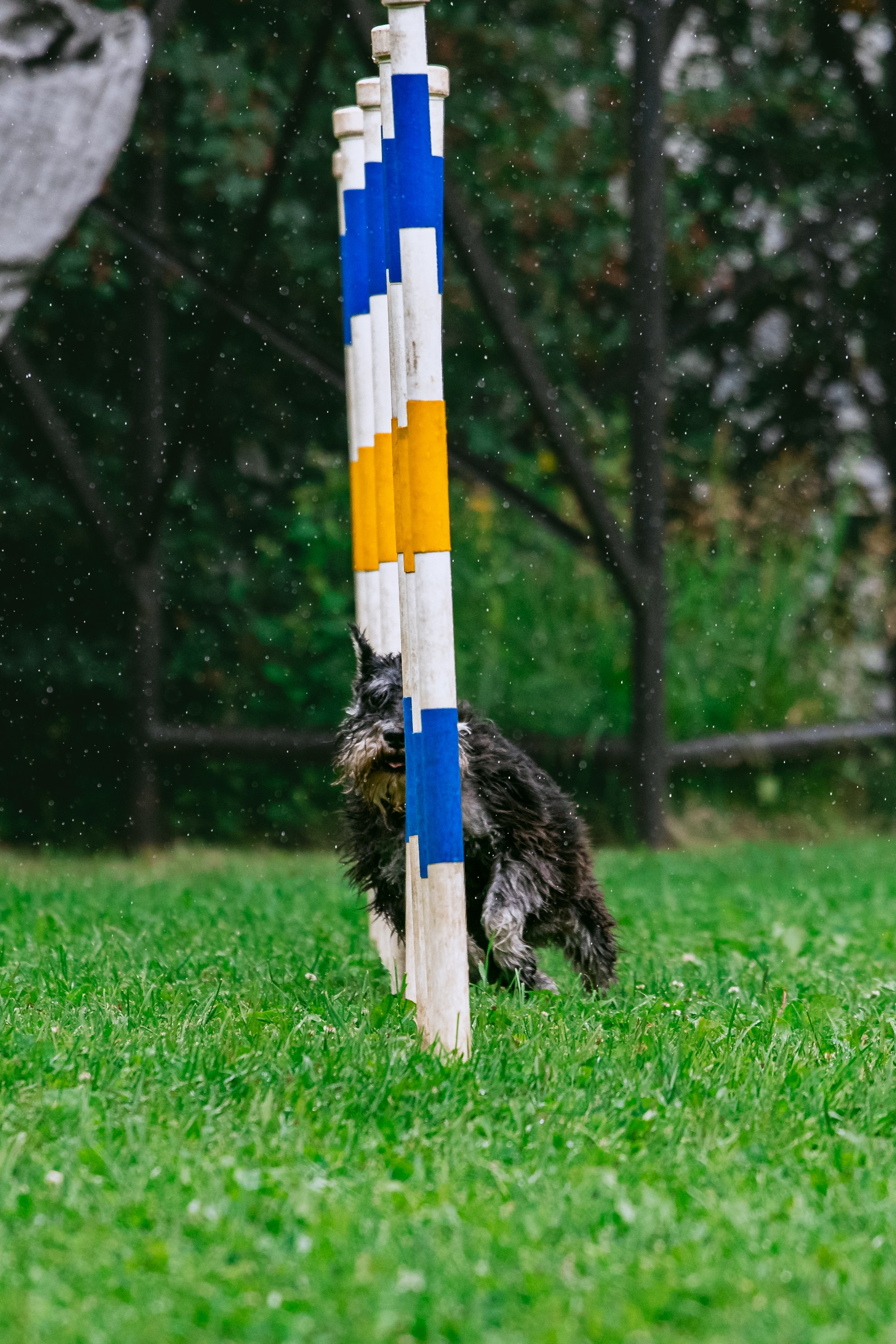 Соревнования по аджилити Долгопрудный 30.06.2025. Фотограф-анималист Татьяна Степанова