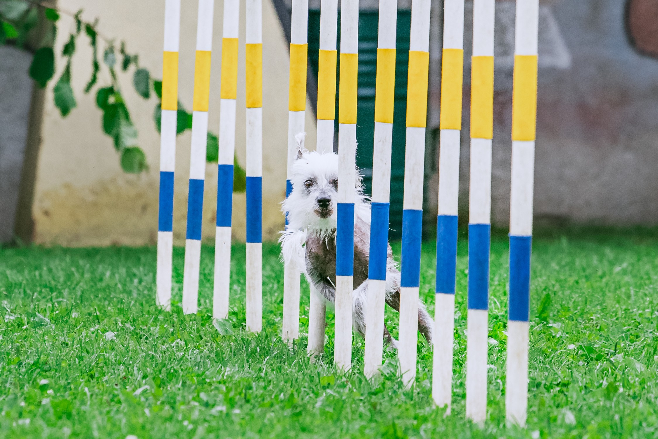 Соревнования по аджилити Долгопрудный 30.06.2025. Фотограф-анималист Татьяна Степанова