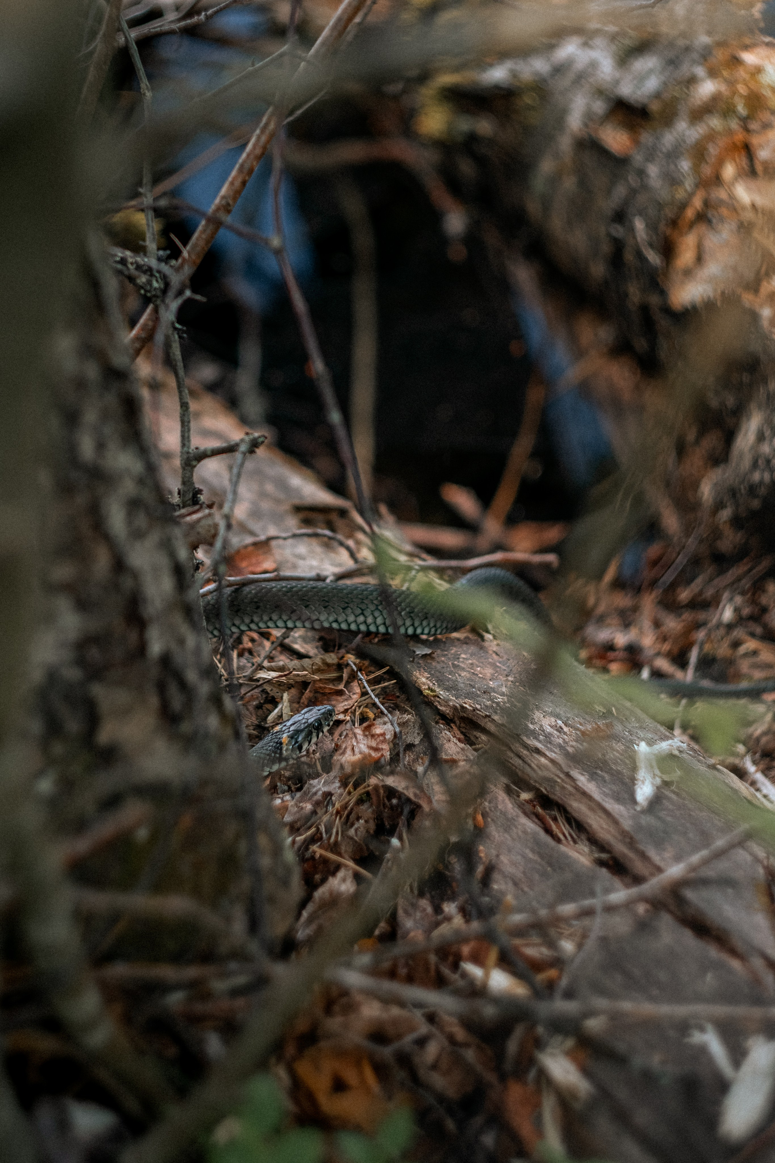 Карелия — место силы. Юля Дэй • Фотограф, Санкт-Петербург