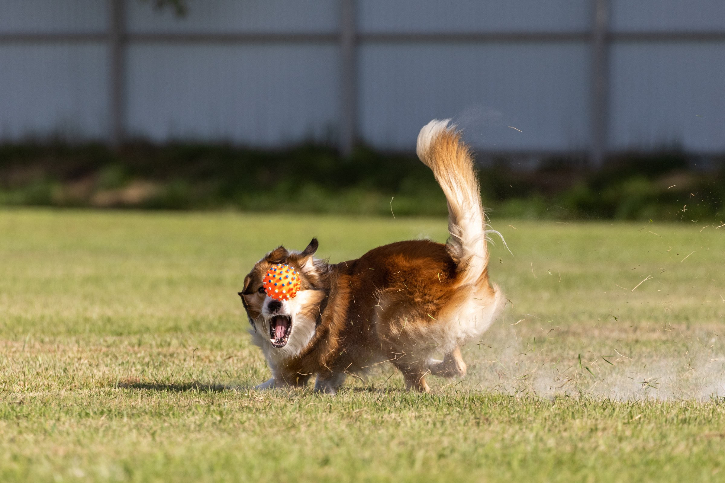 Дог-фризби. Irenephoto.ru