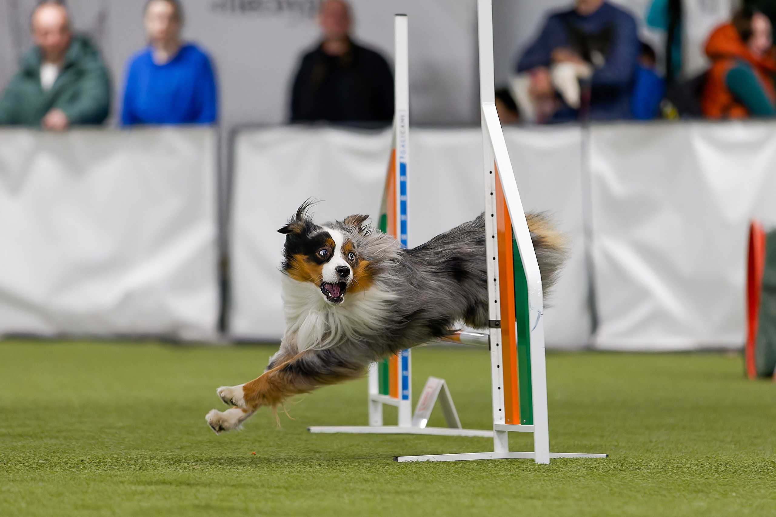 Кубок Пёсбурга 2025. Irenephoto.ru