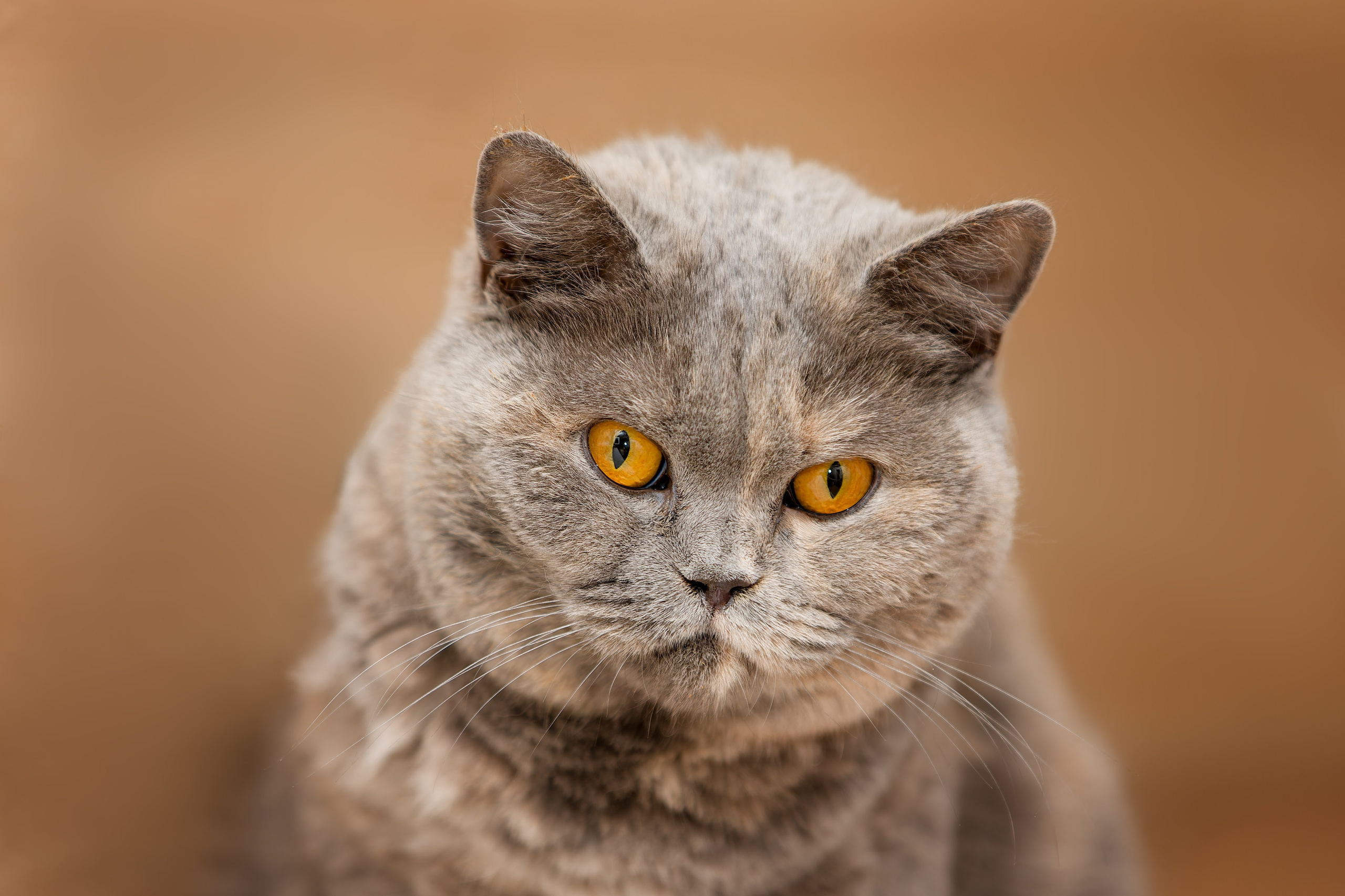 Кошки и котята в приютах. Irenephoto.ru