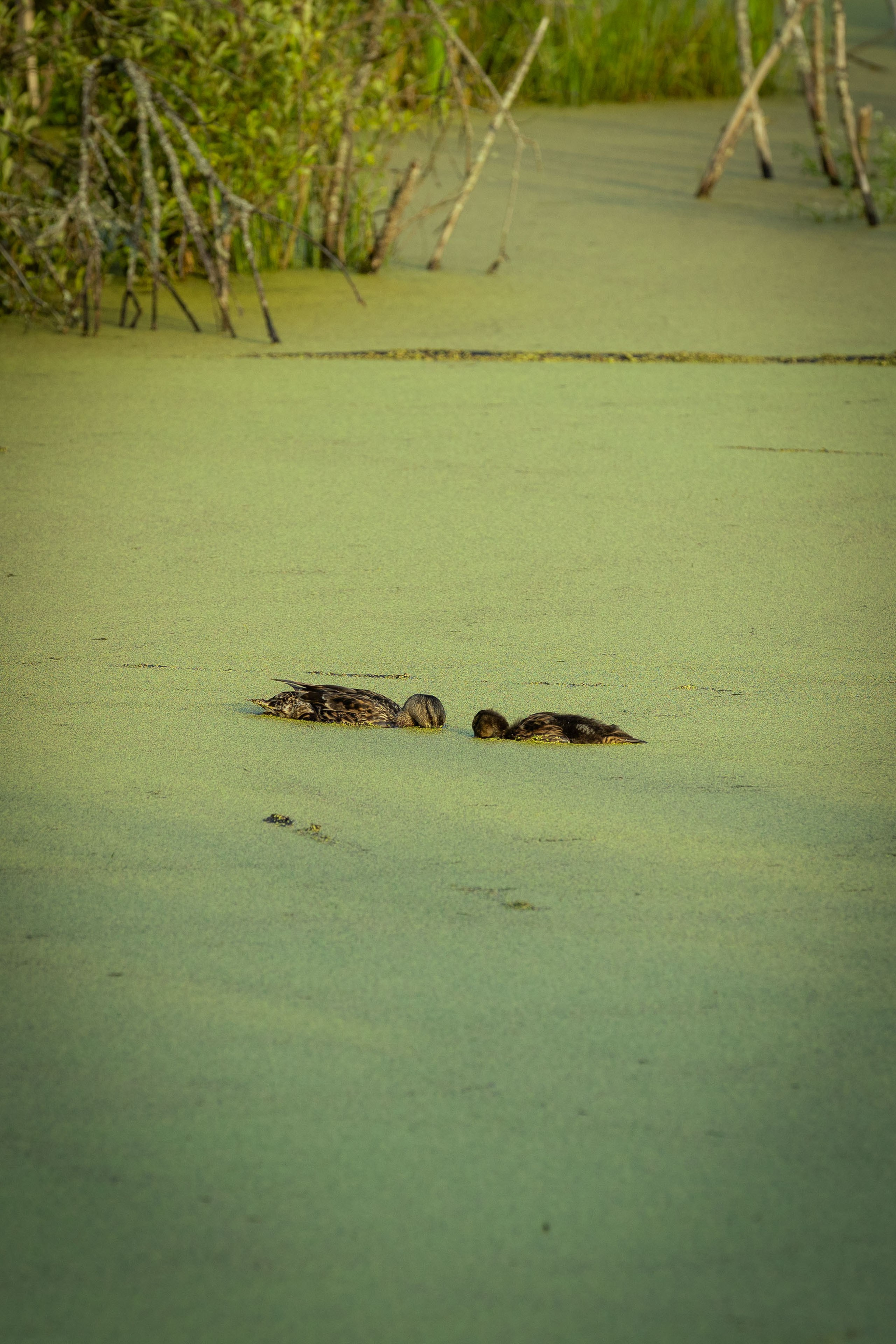 Архстояние 25–27 июля 2025. Фотограф Виноградов Константин