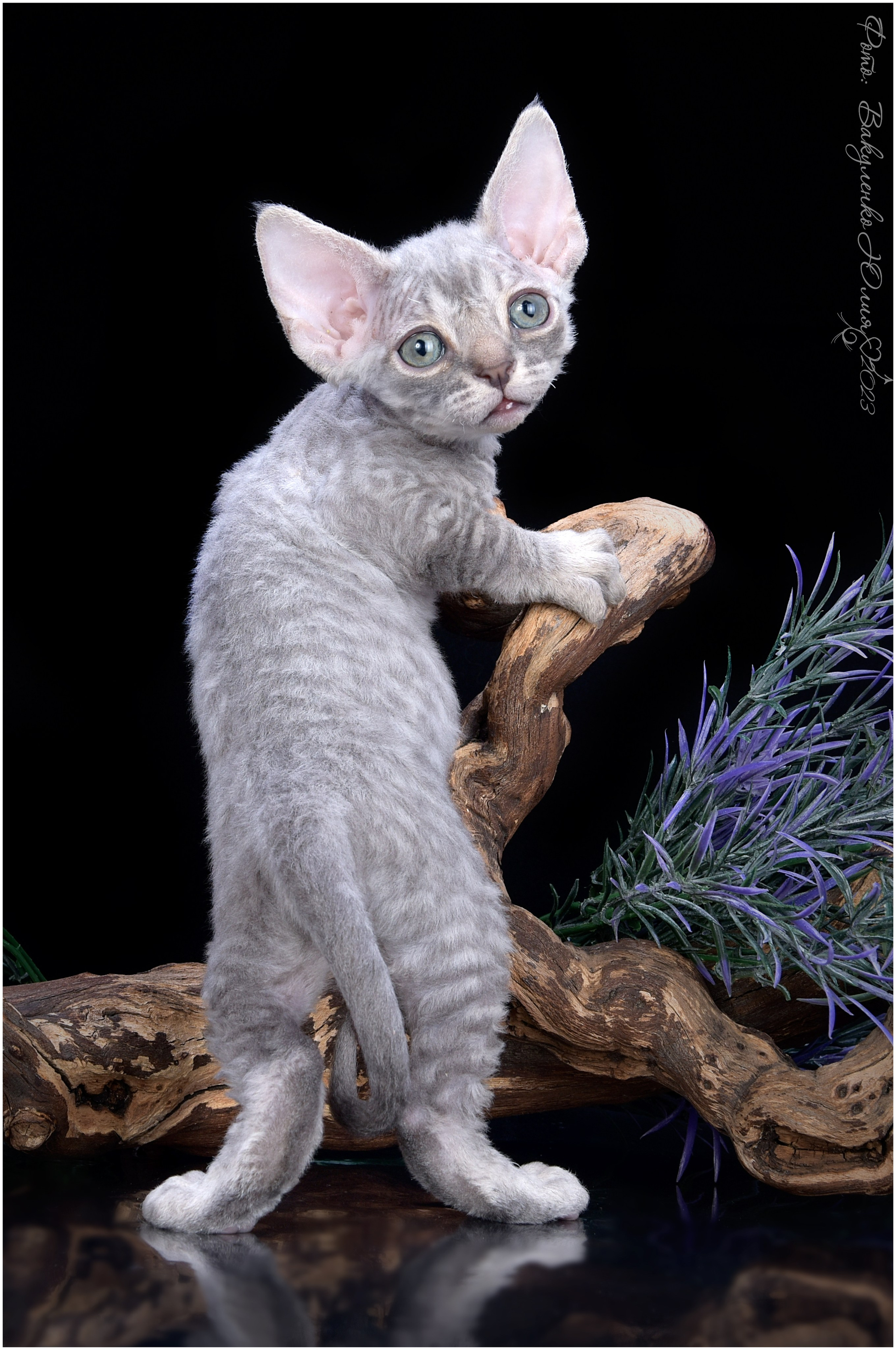 Котята. Фотограф анималист | семейный Юлия Вакуленко, г. Краснодар