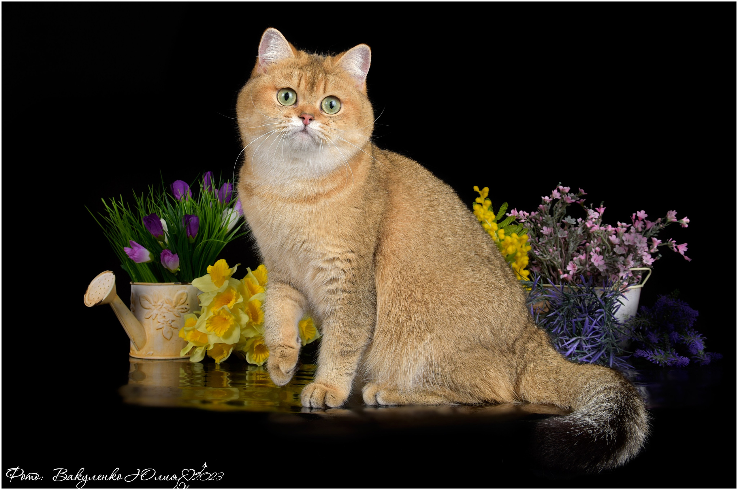 Взрослые. Фотограф анималист | семейный Юлия Вакуленко, г. Краснодар
