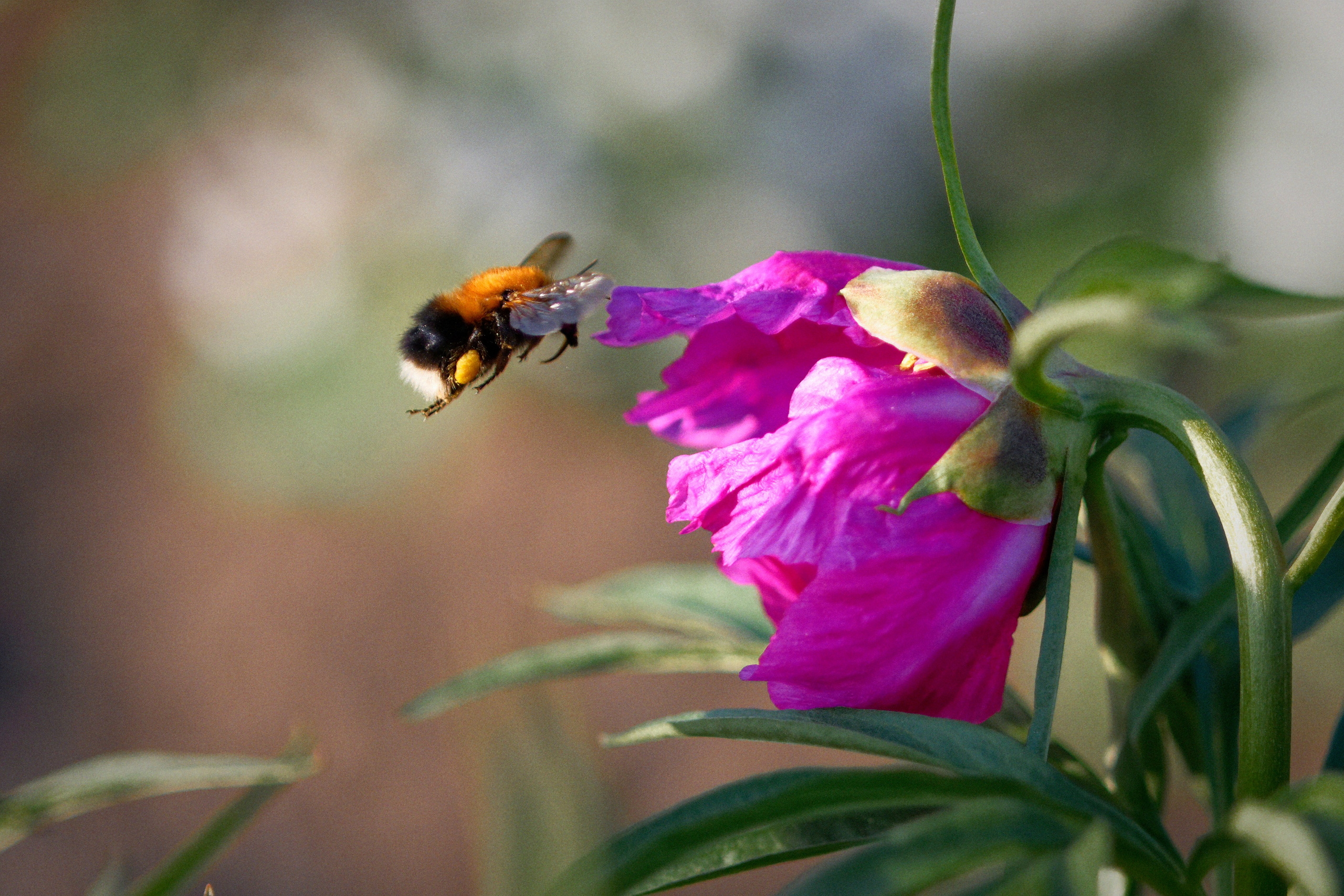 Природа. Фотограф в городе Омске Константин Зоткин