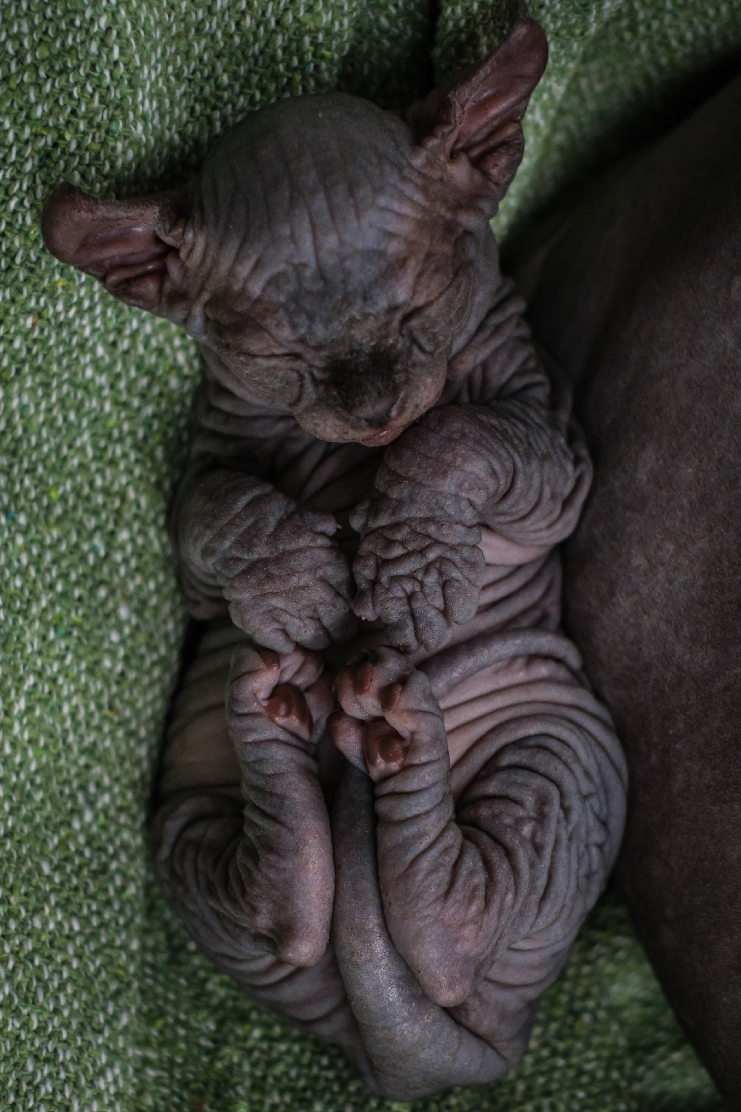 Котята для Данила и Ланы. Зоофотограф, фотограф животных в Москве и области Дина Дамоцева