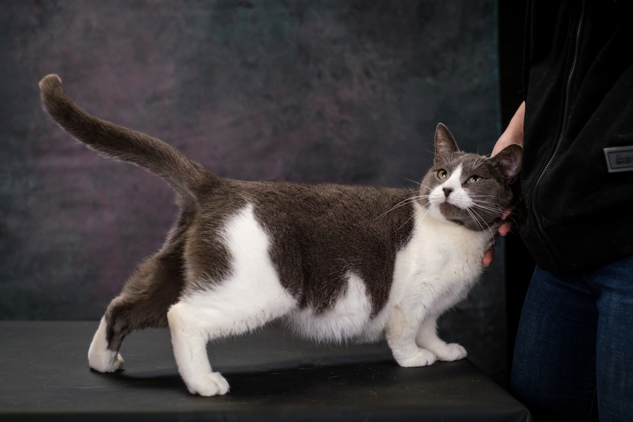 Котики Мурмурии). Зоофотограф, фотограф животных в Москве и области Дина Дамоцева