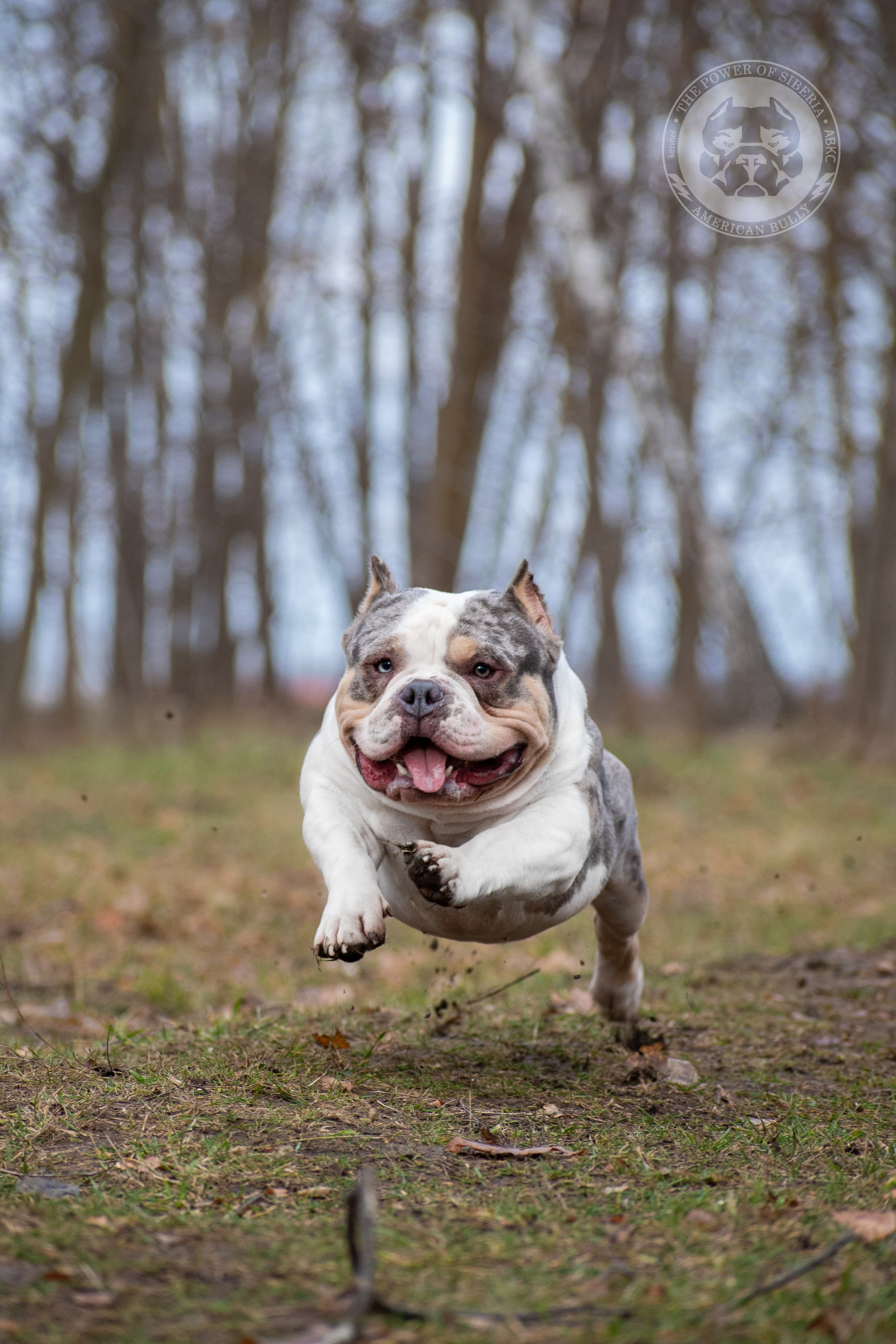 Январские фотографии Каспера (дубль). Американский Булли в г. Ростов-на-Дону. Питомник THE POWER OF SIBERIA