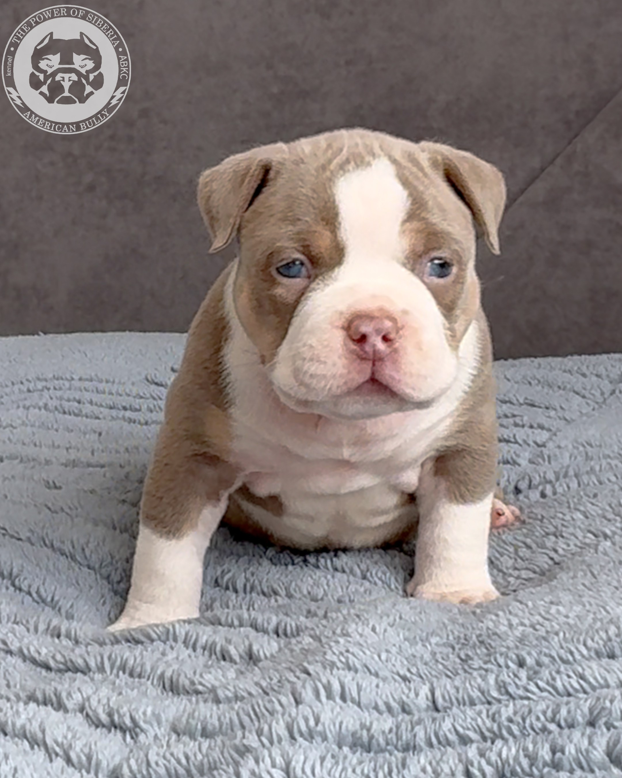 Свободные щенки Американский Булли стандарт и Свободные щенки Американский Булли классик. Американский Булли в г. Ростов-на-Дону. Питомник THE POWER OF SIBERIA