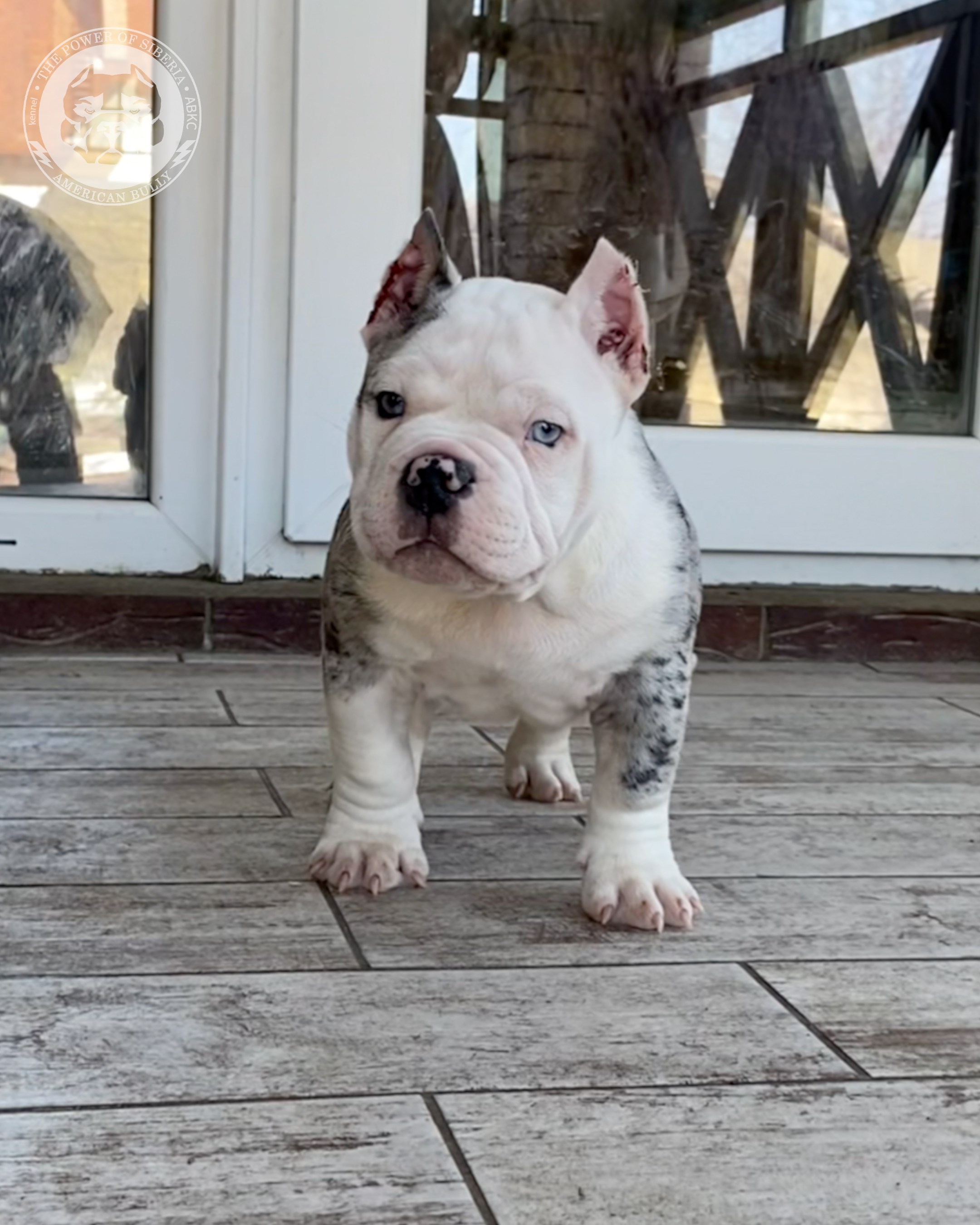 Свободные щенки Американский Булли, в типах покет, классик, стандарт. Американский Булли в г. Ростов-на-Дону. Питомник THE POWER OF SIBERIA