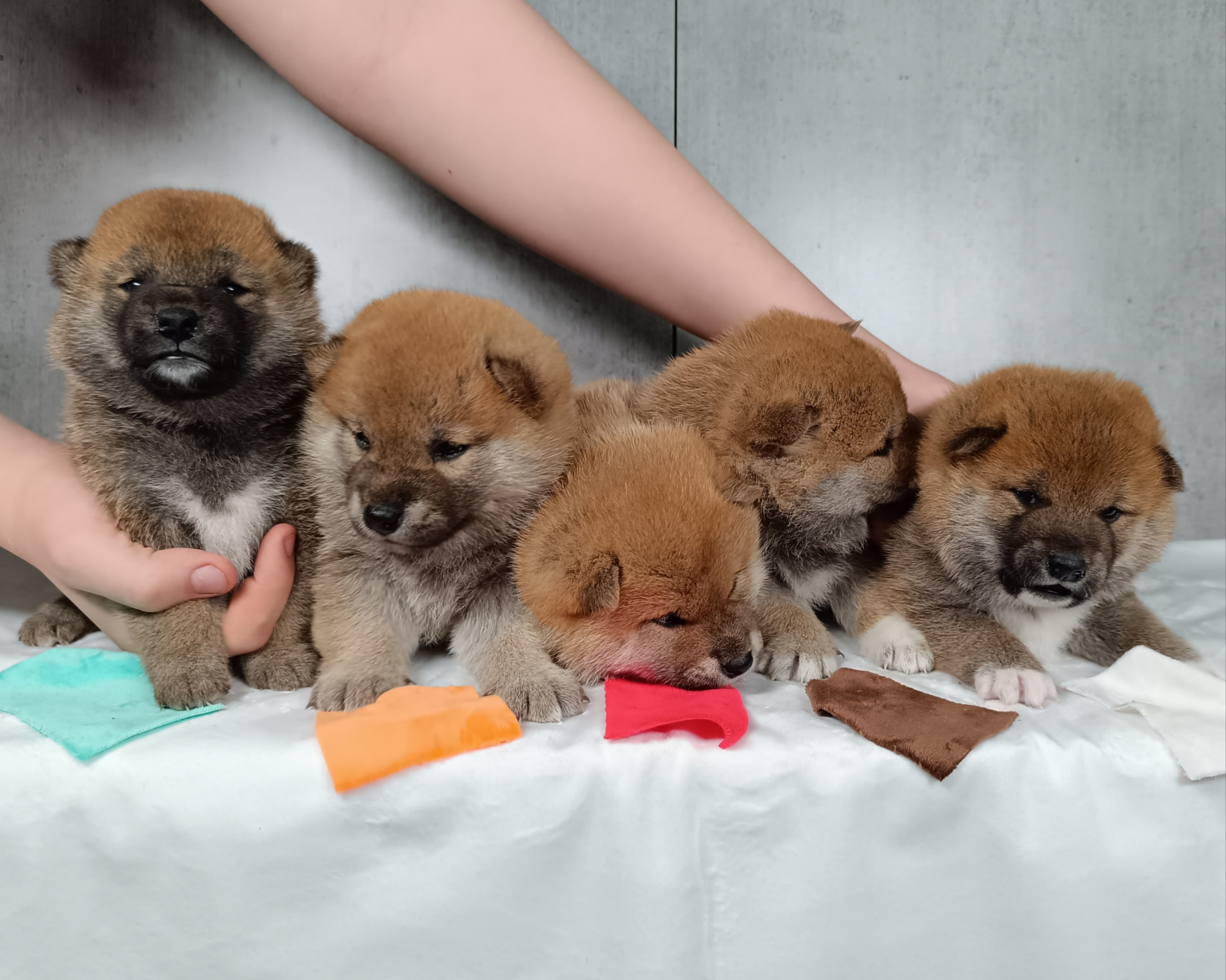 Помет i общее. AMERICAN AKITA RUBYLIGHT KENNEL I SHIBA-INU